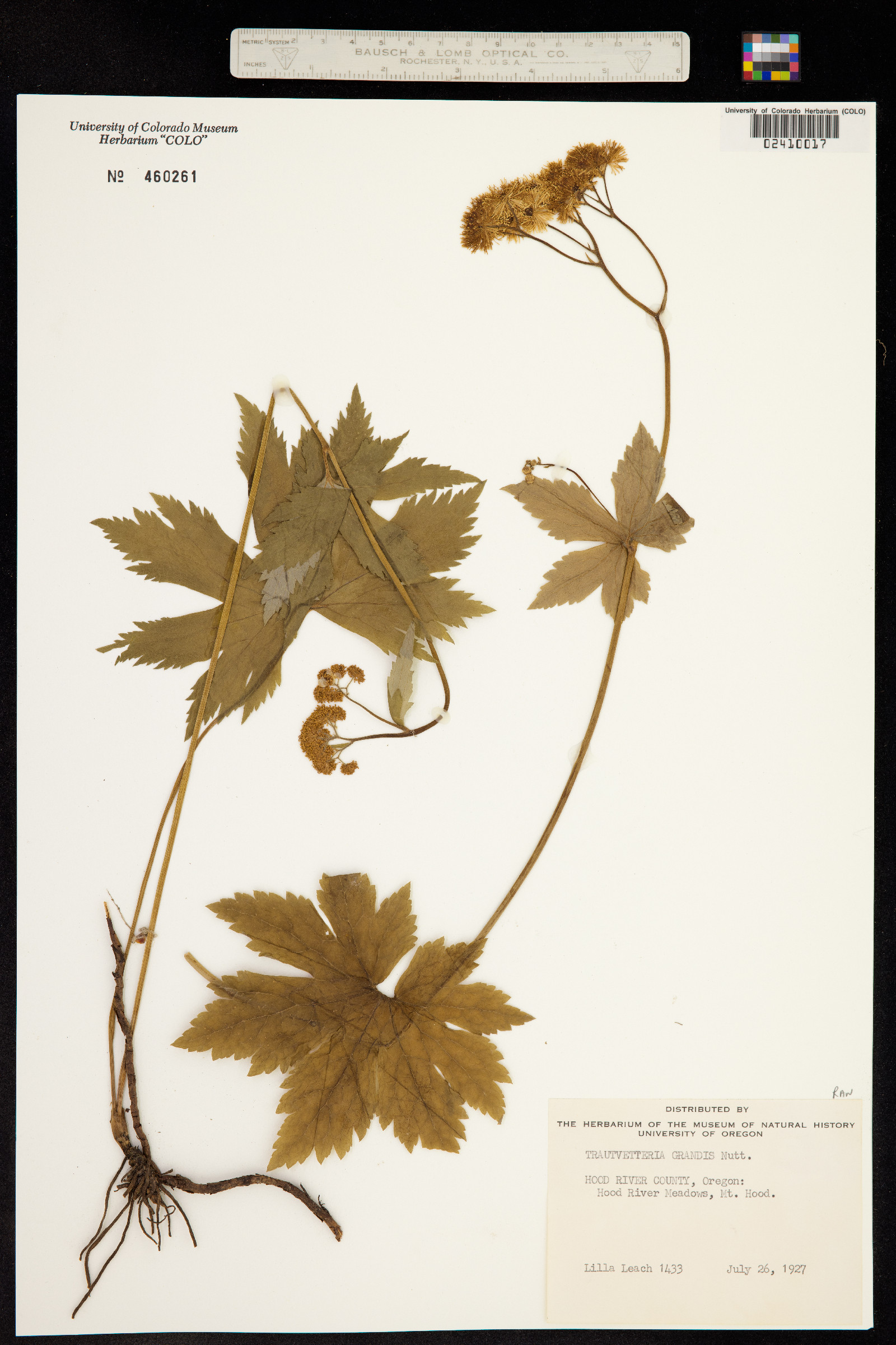 Trautvetteria caroliniensis image