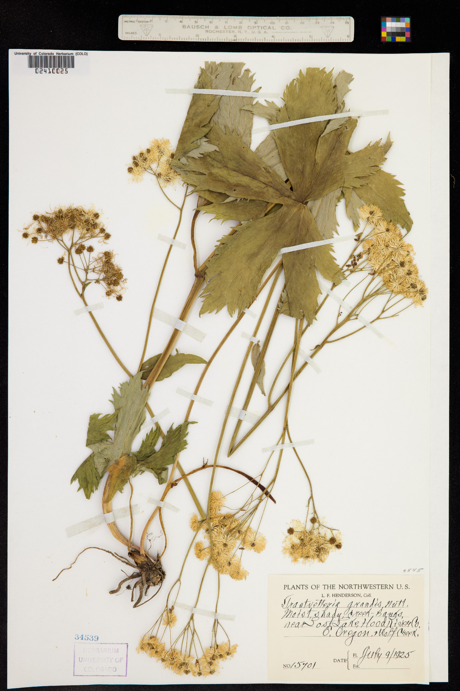 Trautvetteria caroliniensis image