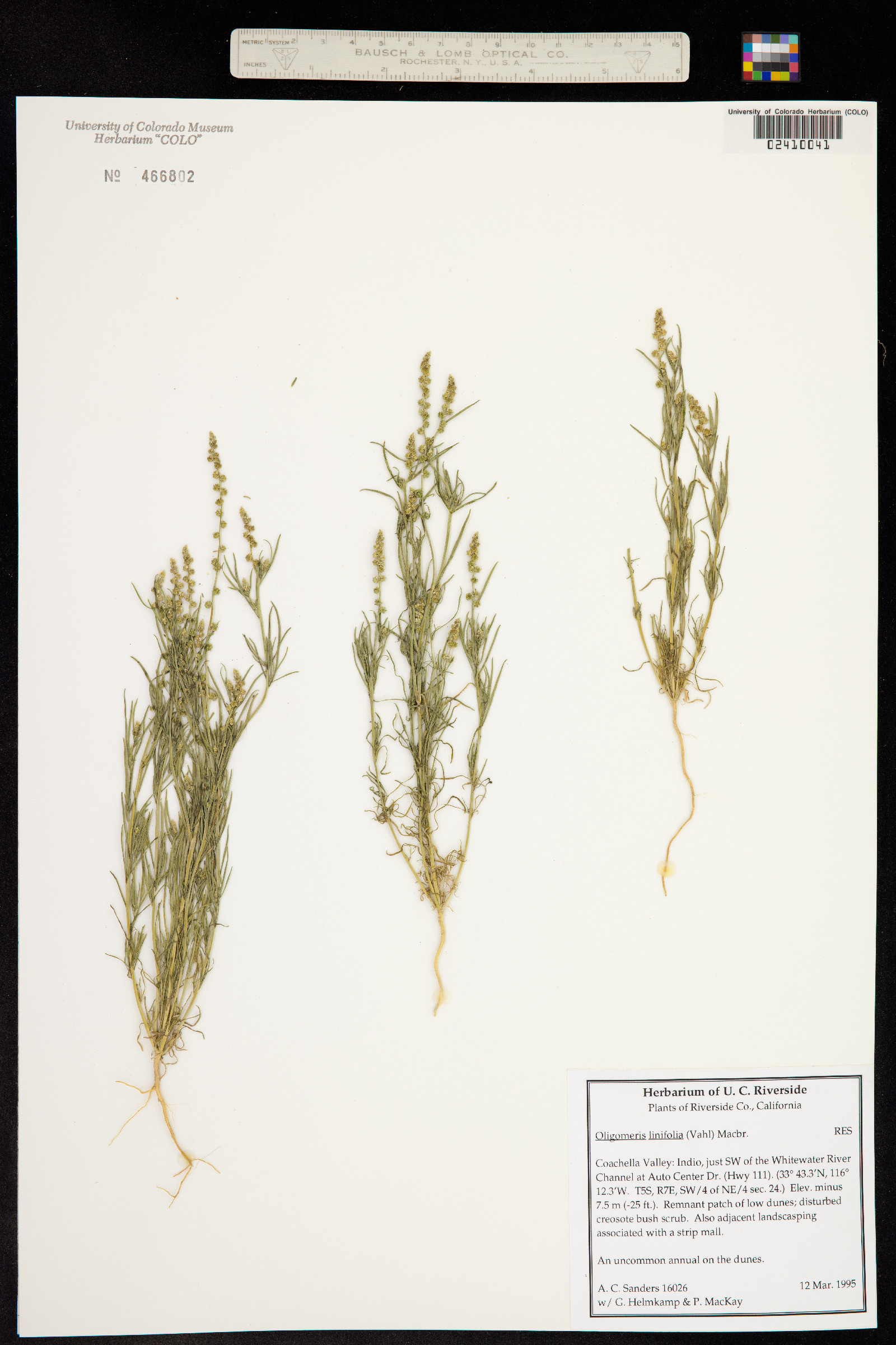 Oligomeris linifolia image