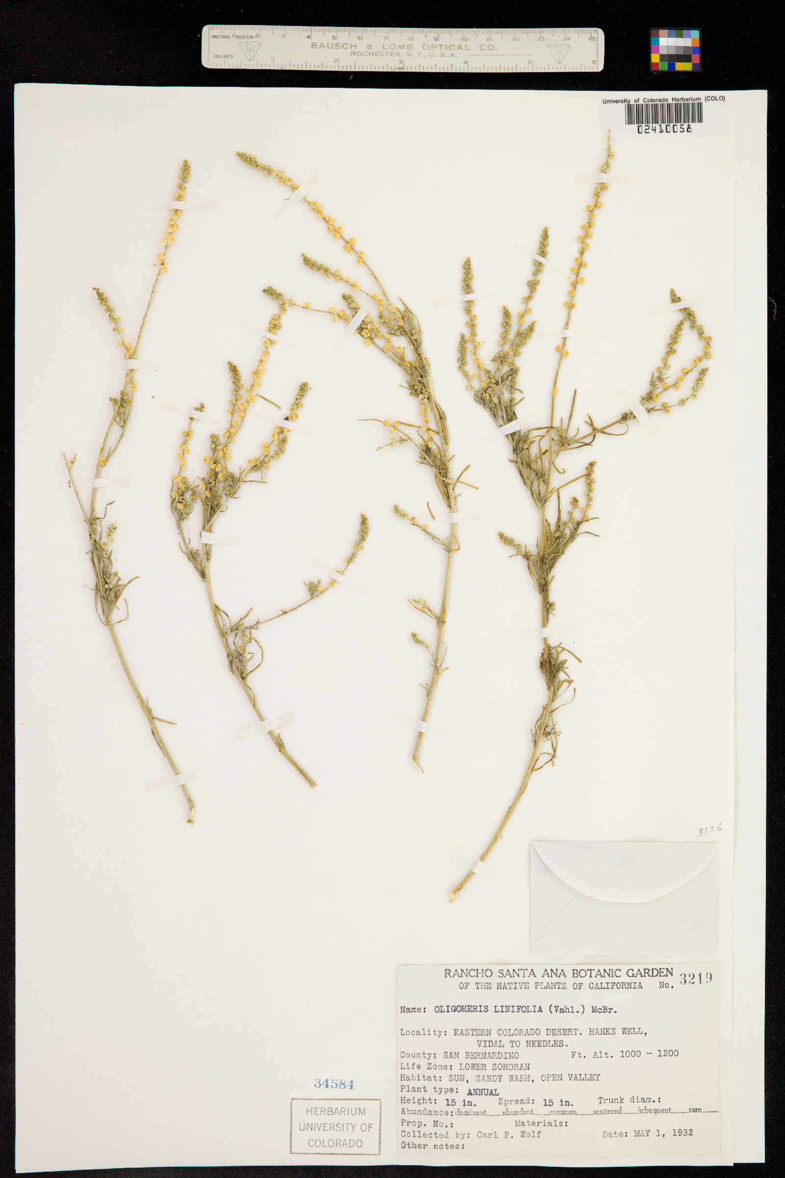 Oligomeris linifolia image