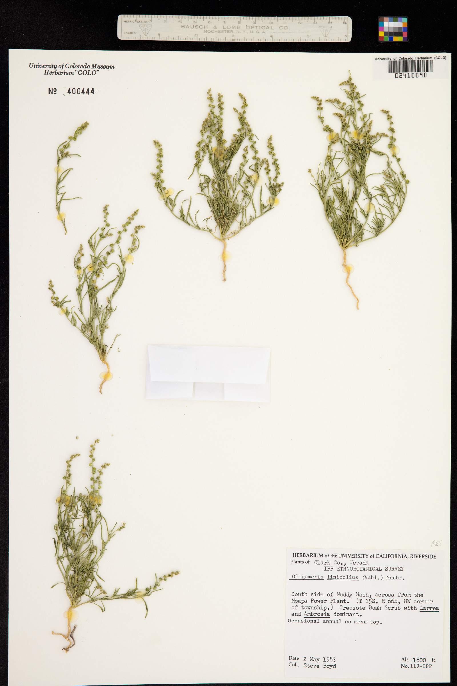 Resedaceae image
