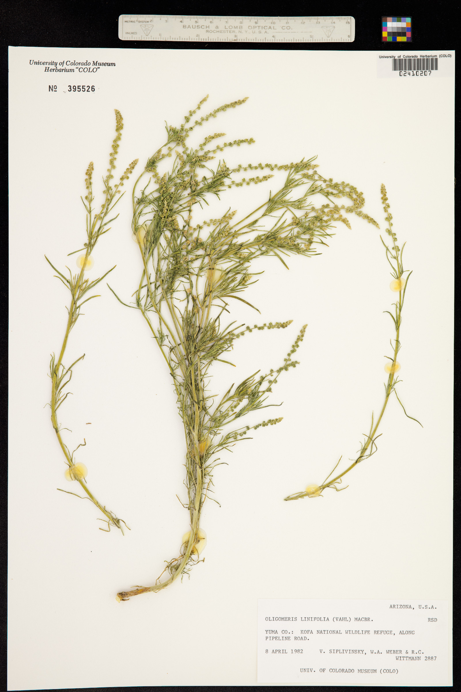 Oligomeris linifolia image