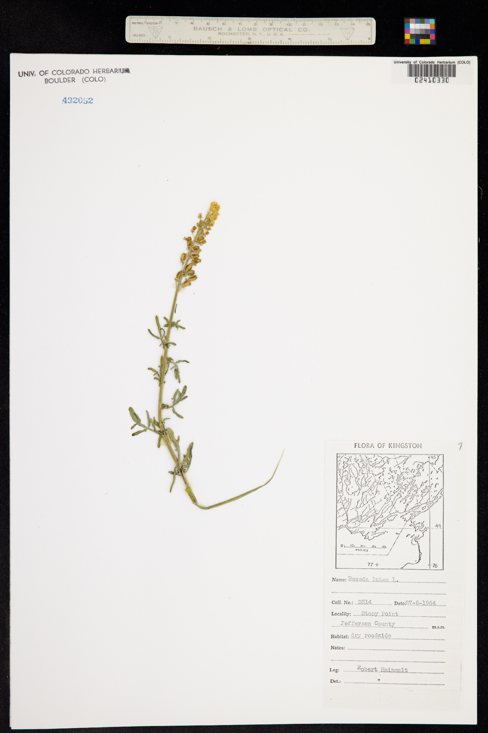 Reseda lutea image