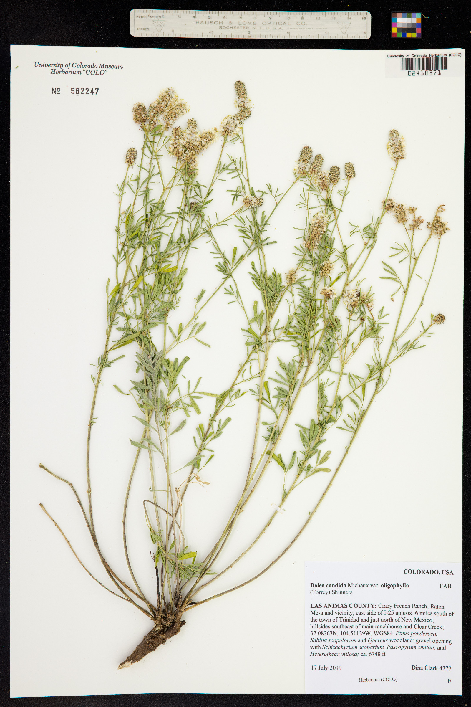 Dalea candida image
