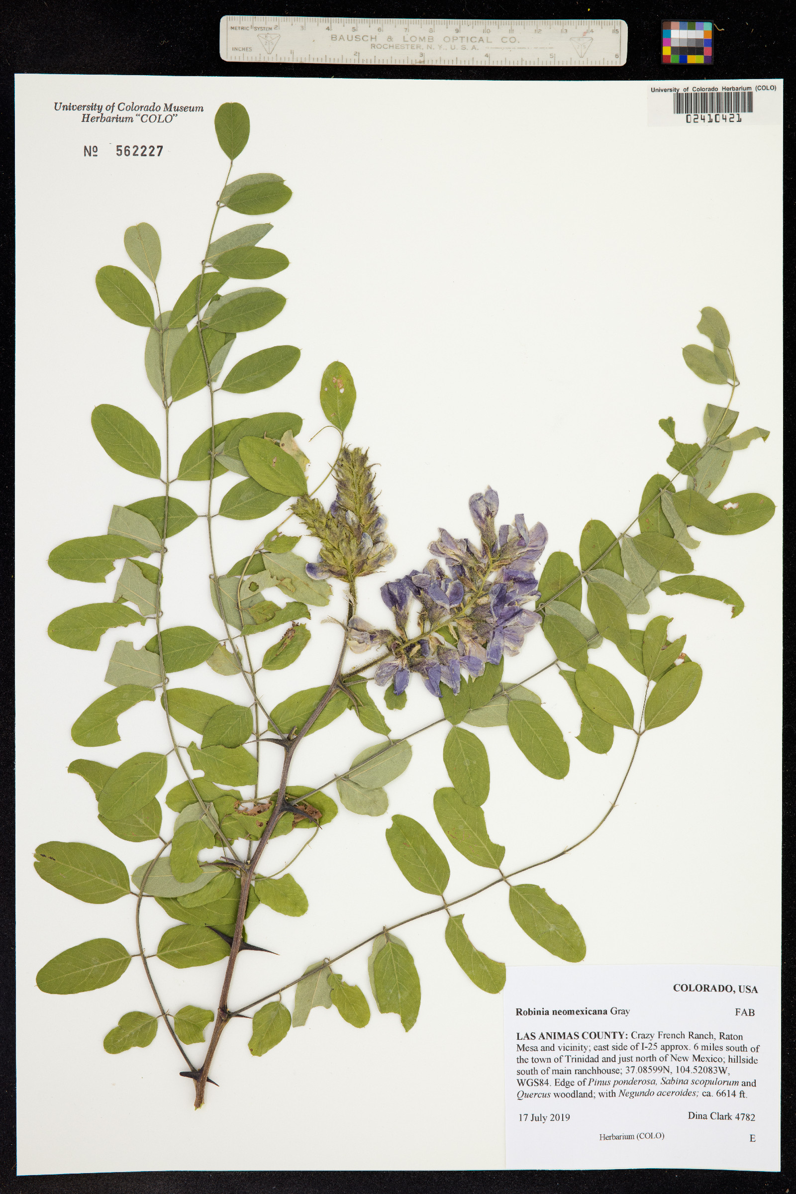 Robinia neomexicana image
