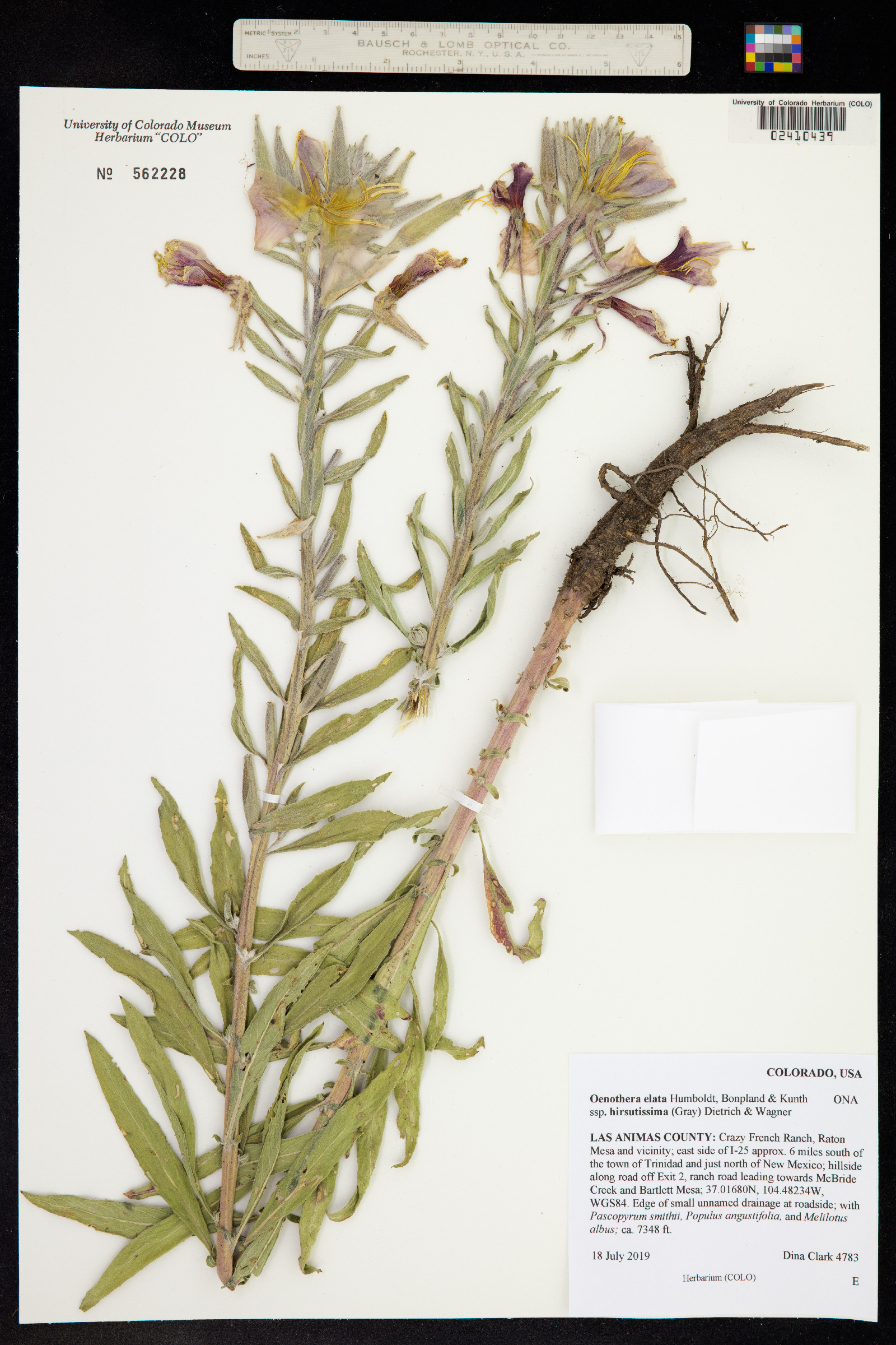 Oenothera elata ssp. hirsutissima image