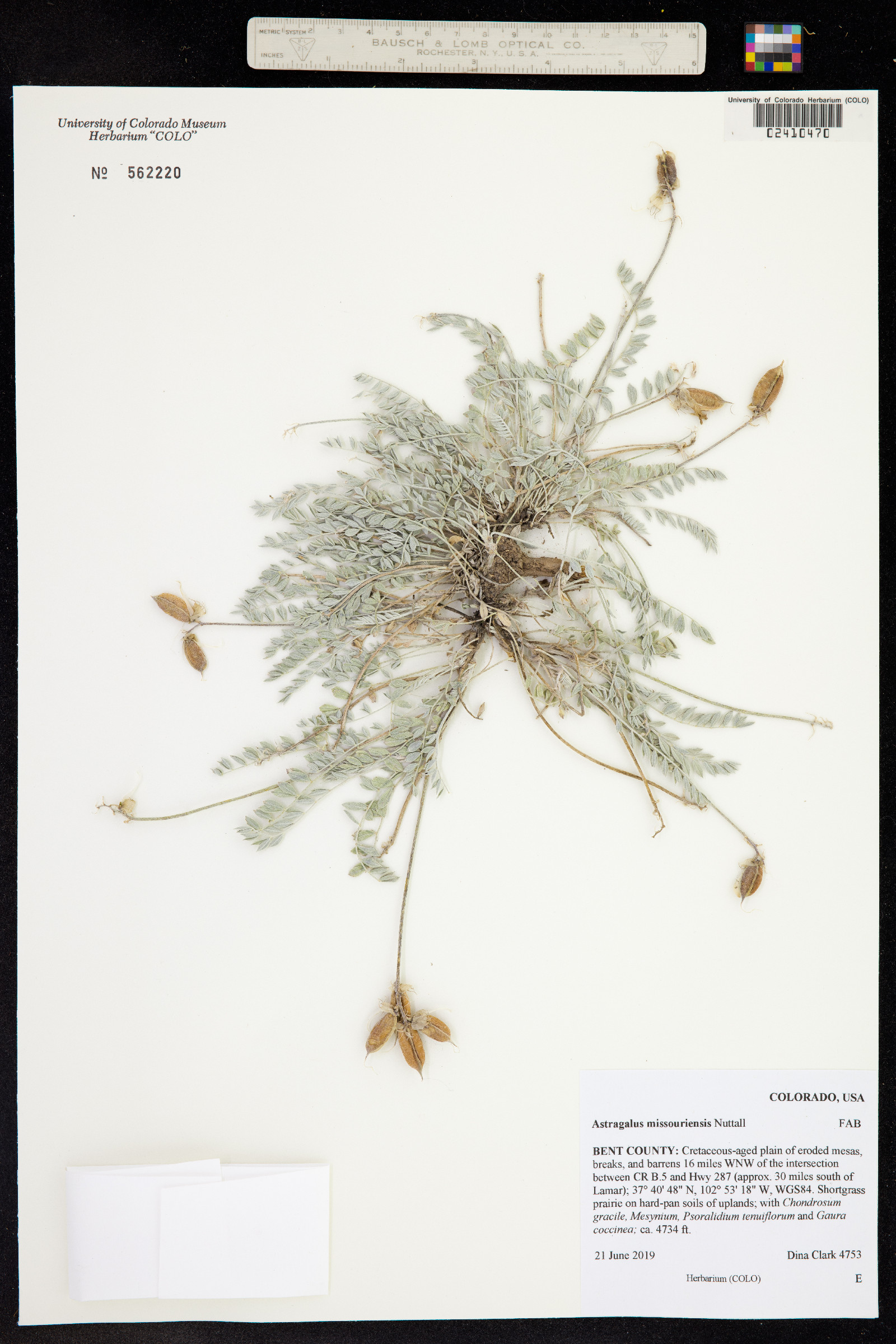 Astragalus crassicarpus image