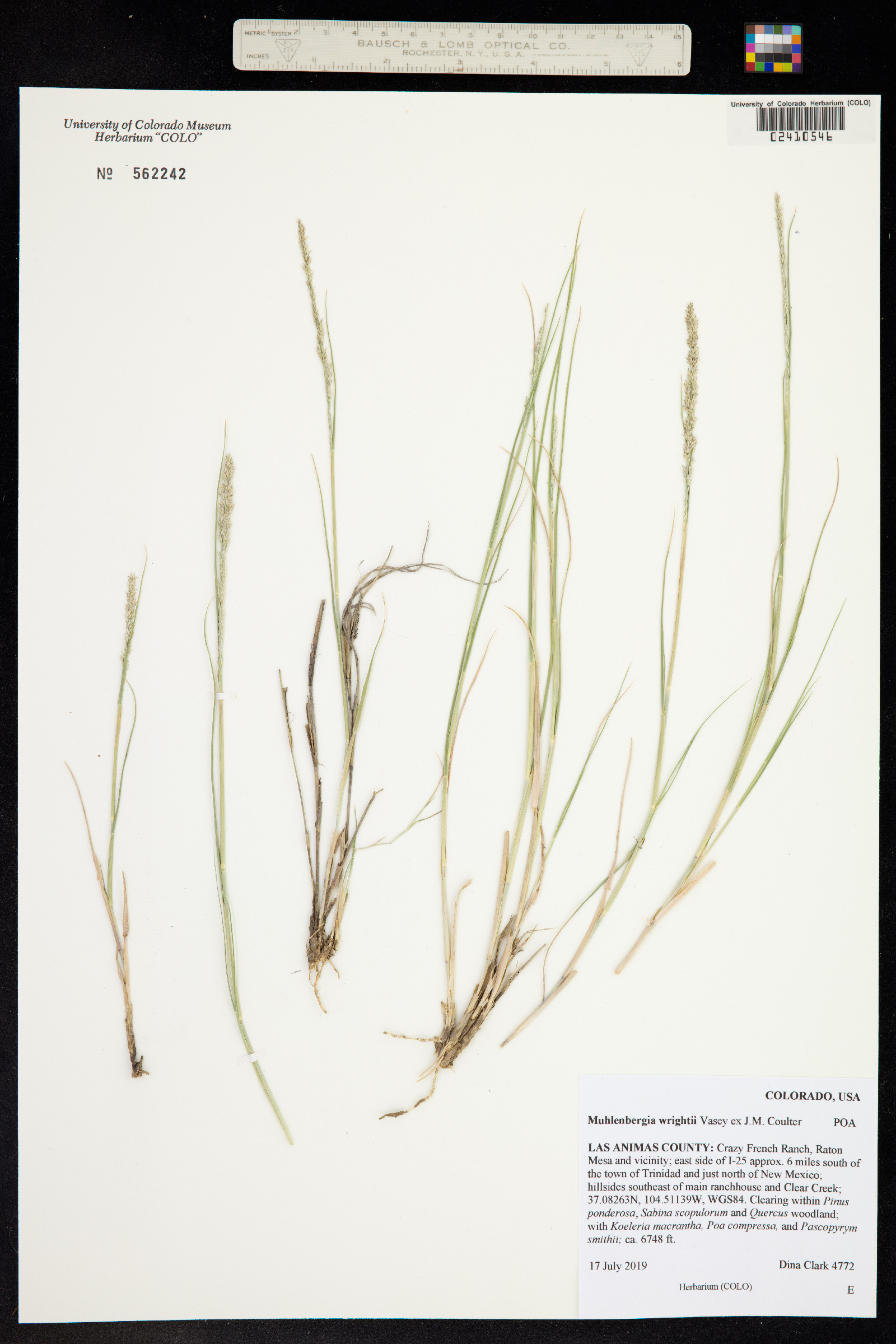 Muhlenbergia wrightii image