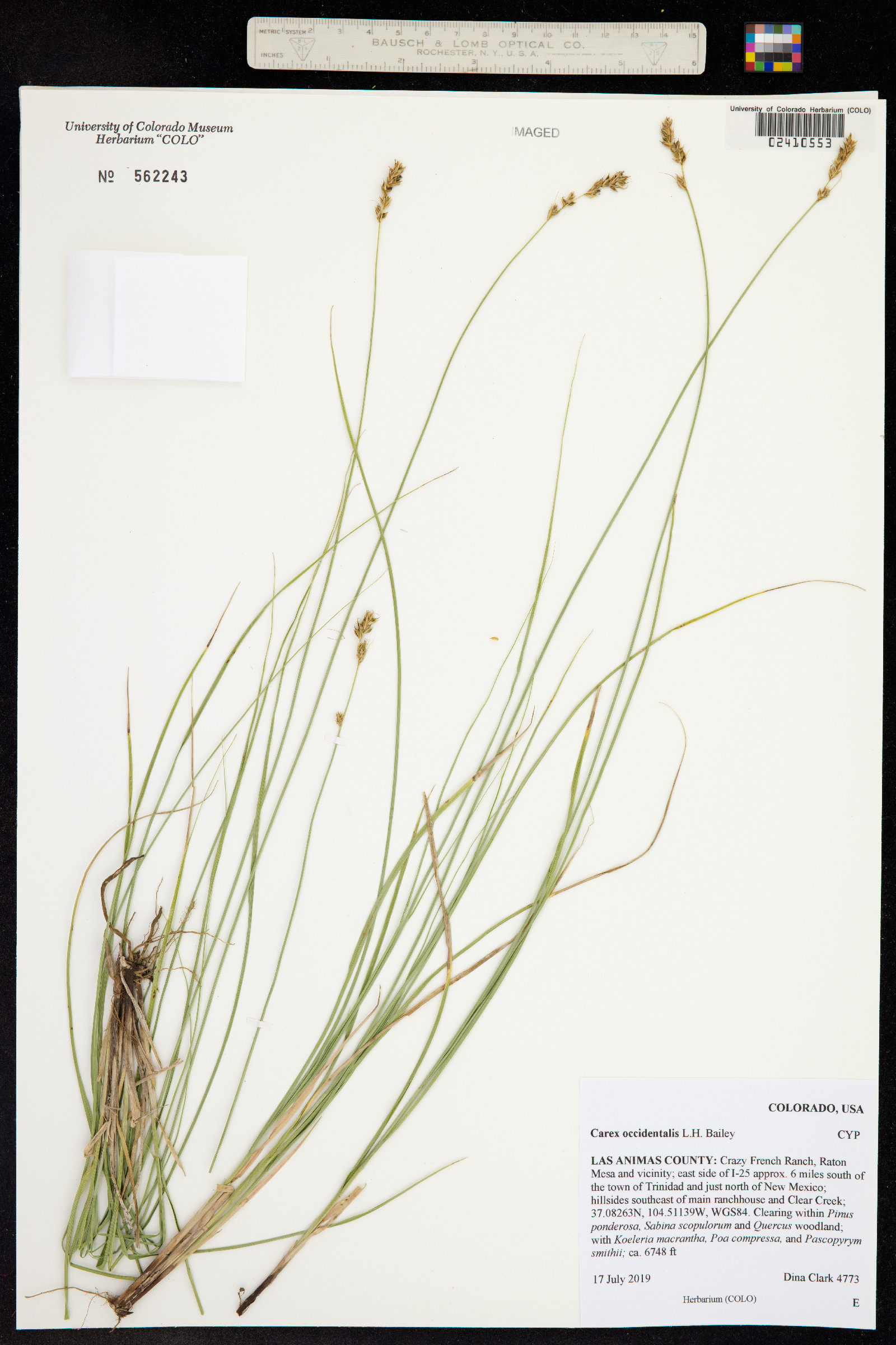 Carex occidentalis image