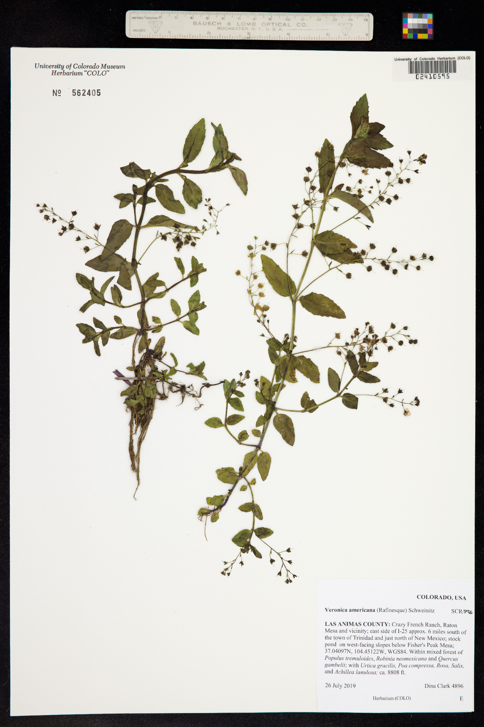 Veronica americana image