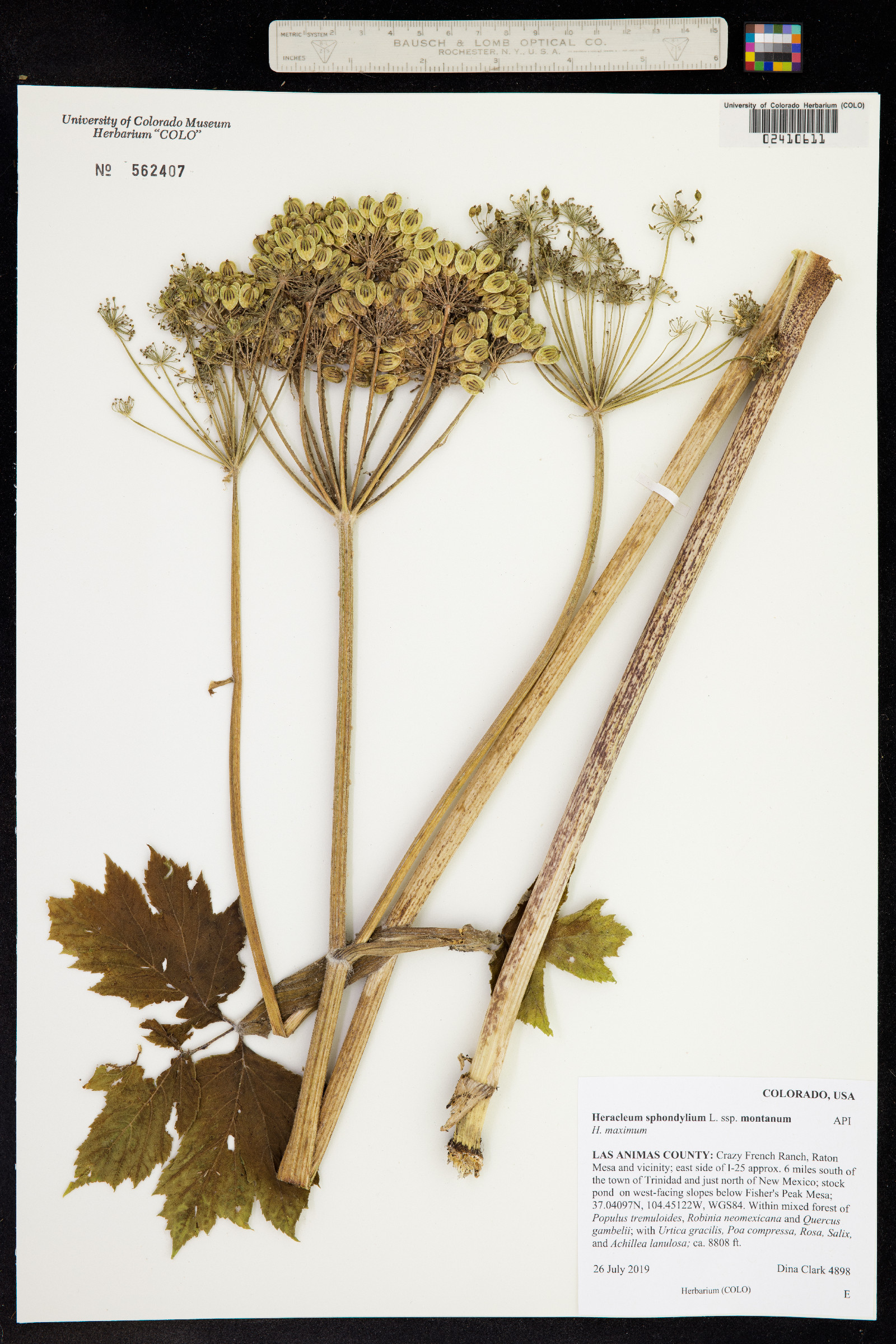 Heracleum sphondylium ssp. montanum image