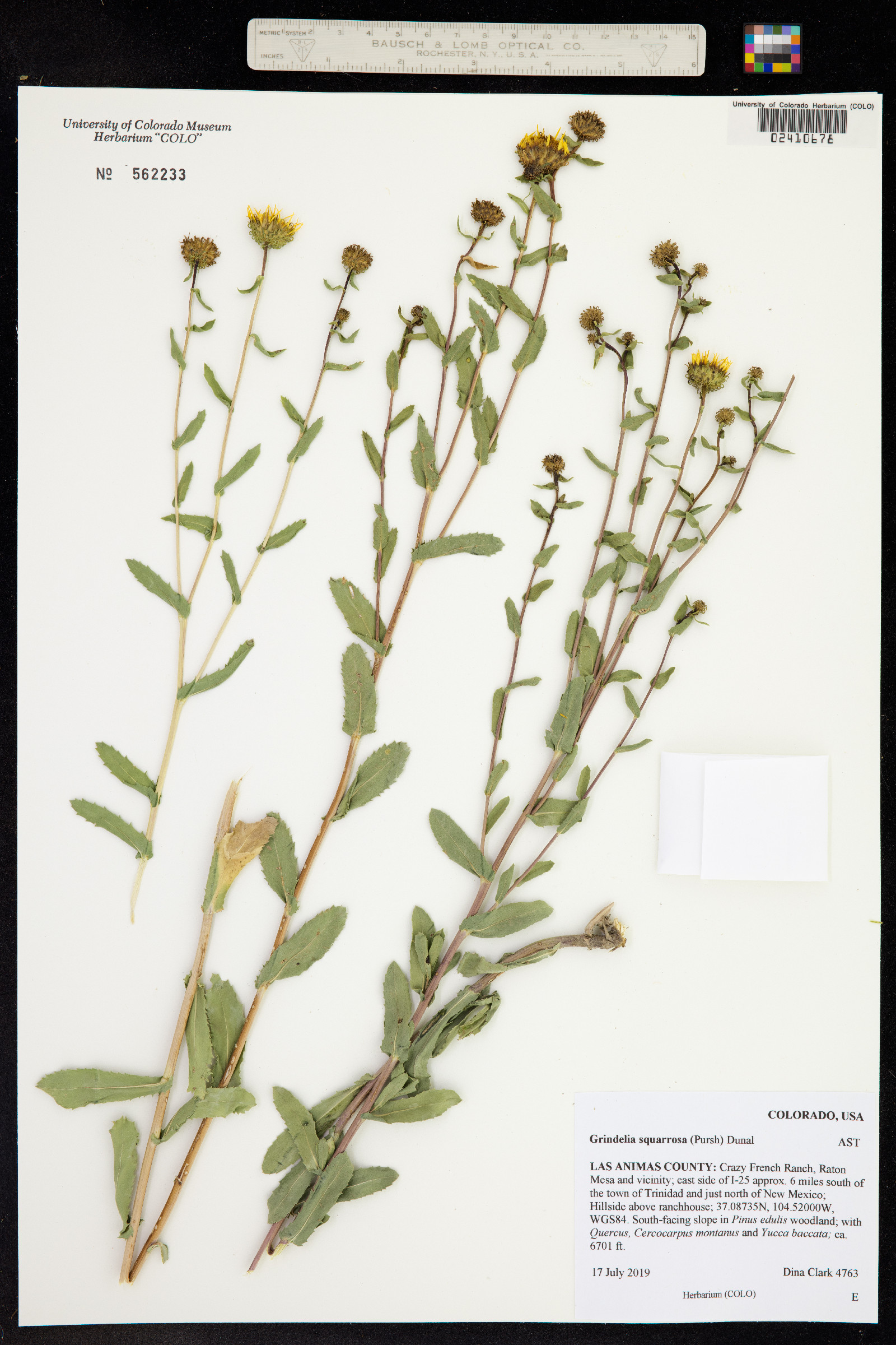 Grindelia squarrosa image