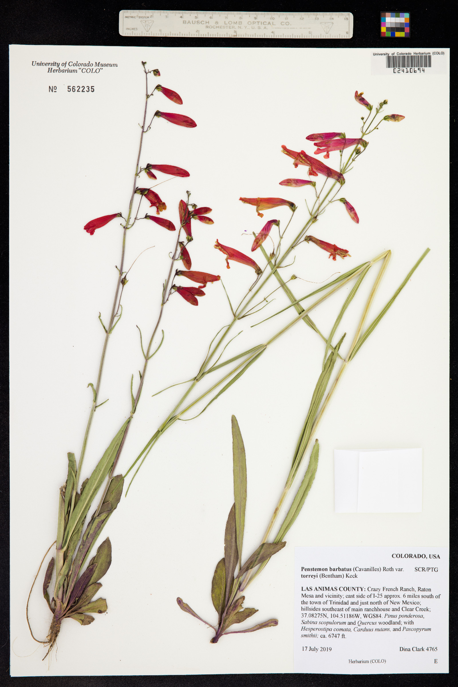 Penstemon barbatus var. torreyi image