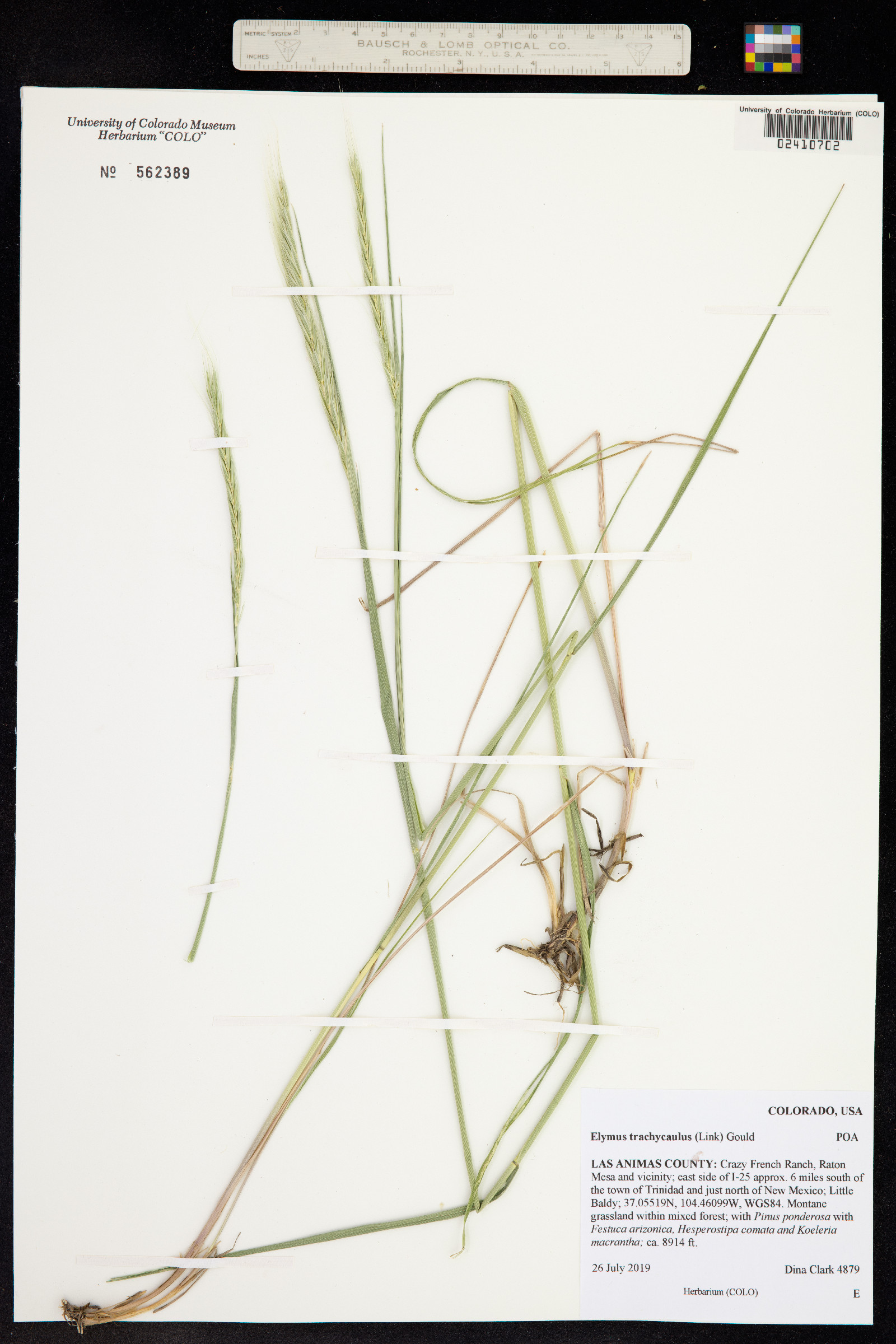 Elymus trachycaulus image
