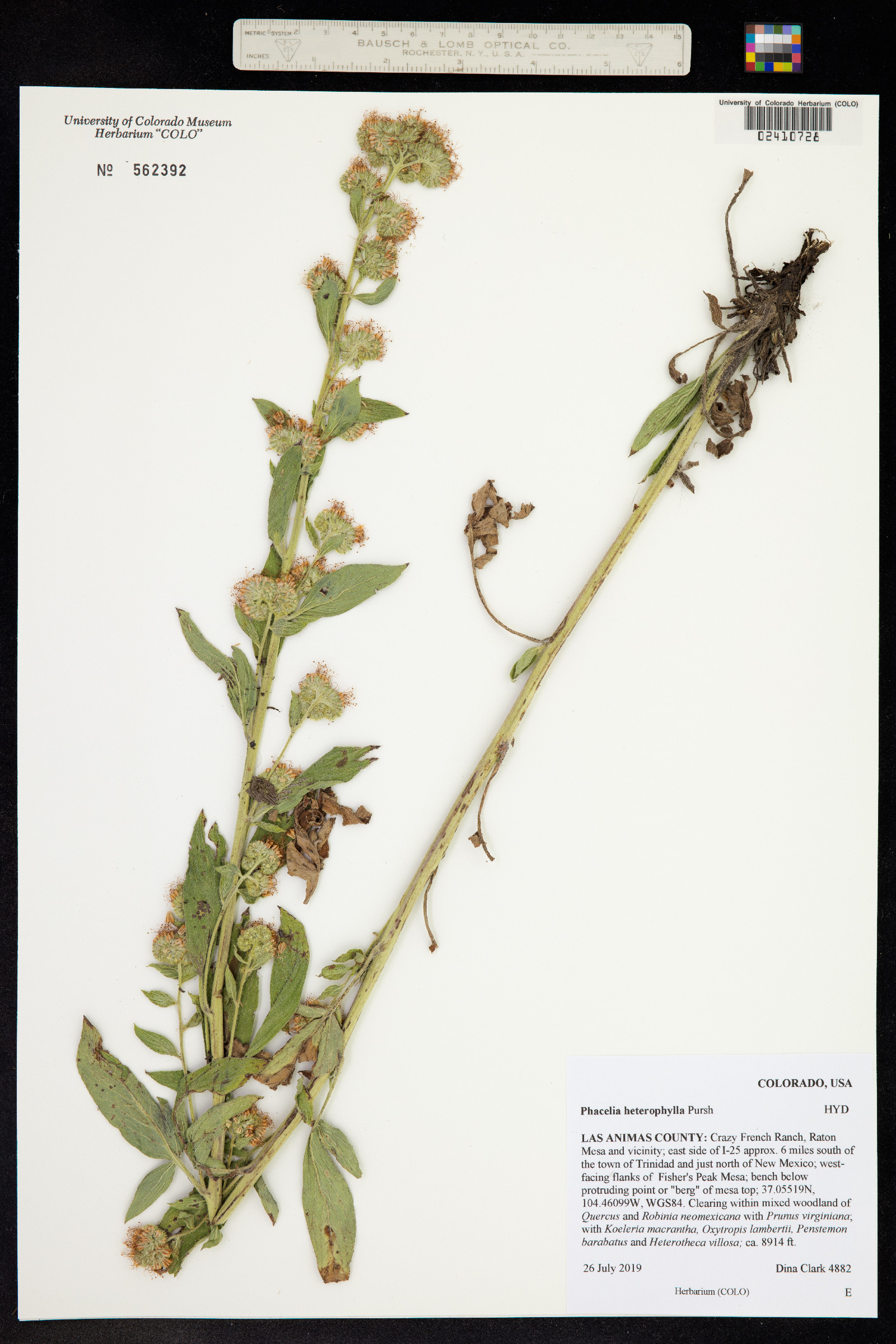 Phacelia heterophylla image