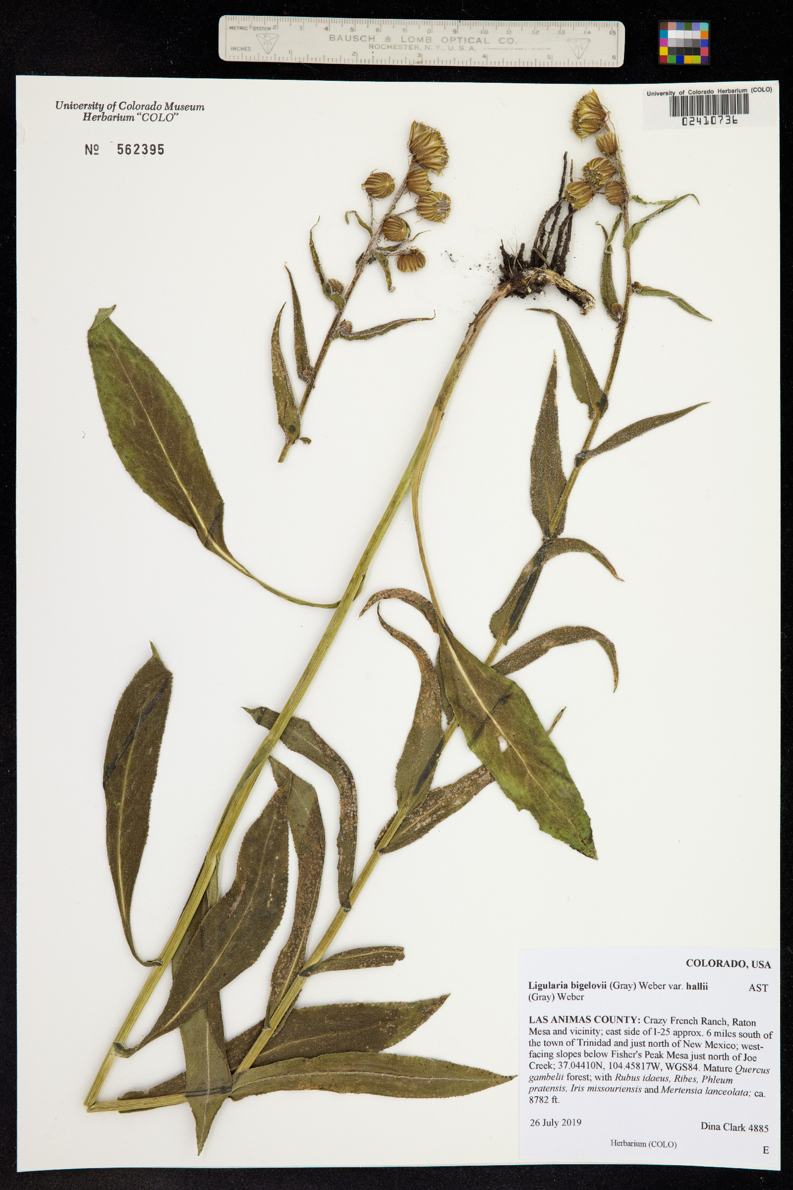 Ligularia bigelovii image
