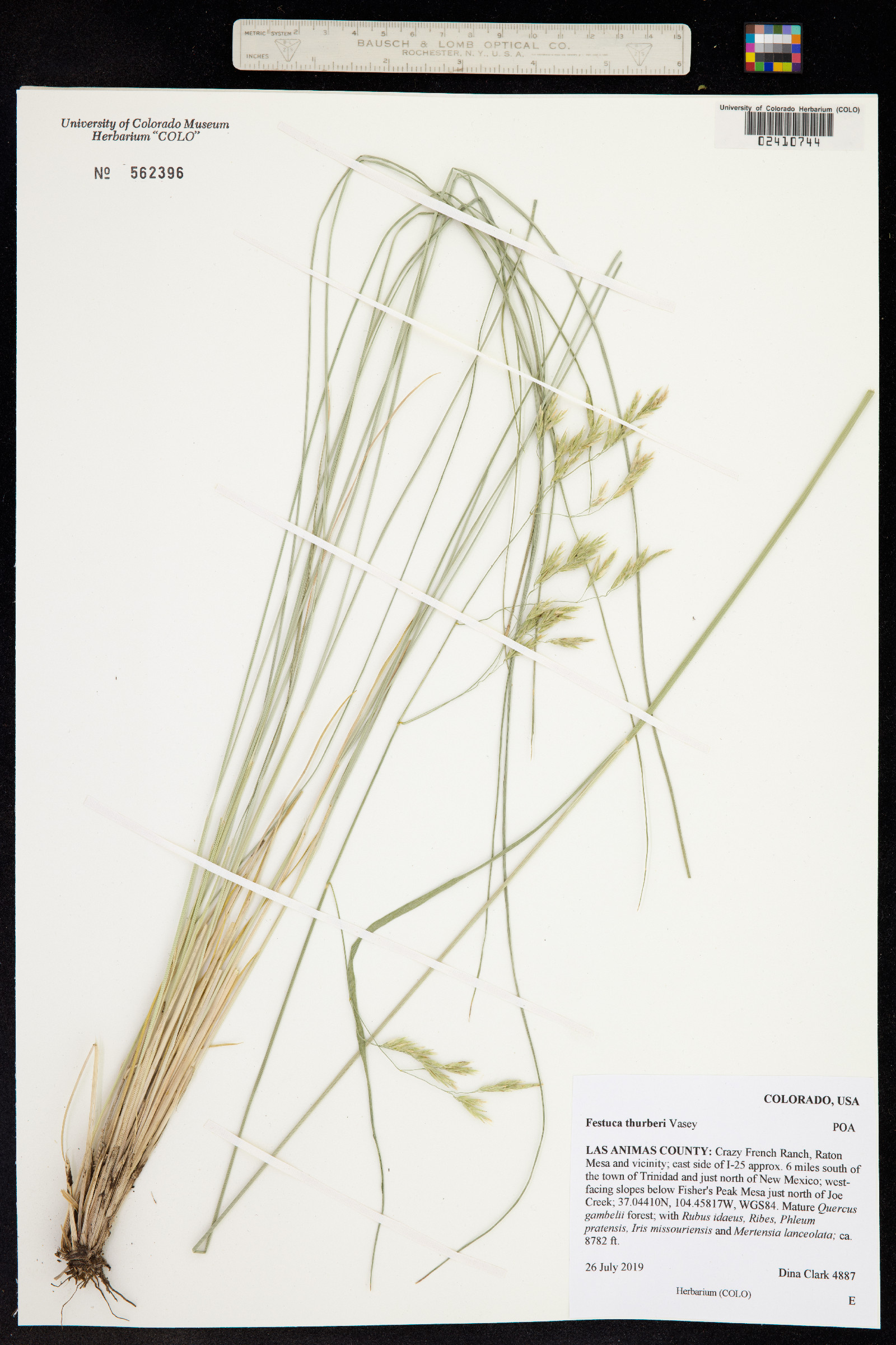 Festuca thurberi image