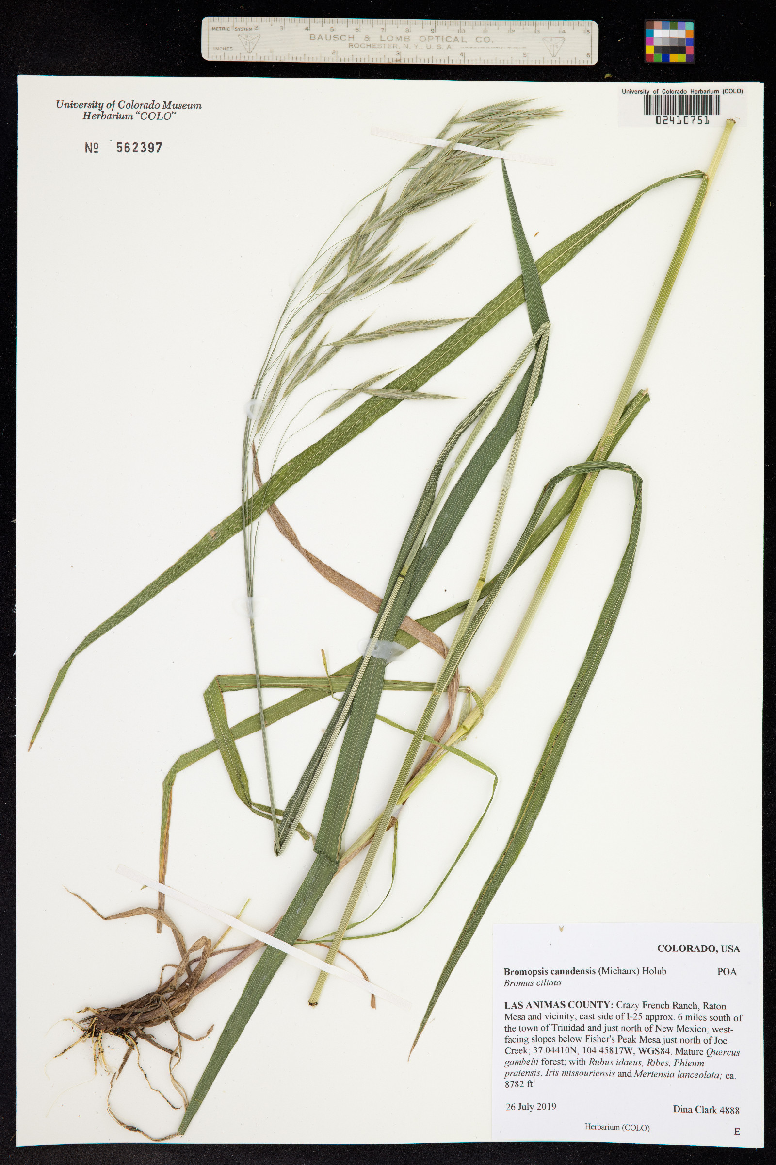 Bromus ciliatus image