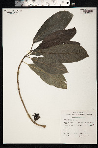 Image of Morinda trimera