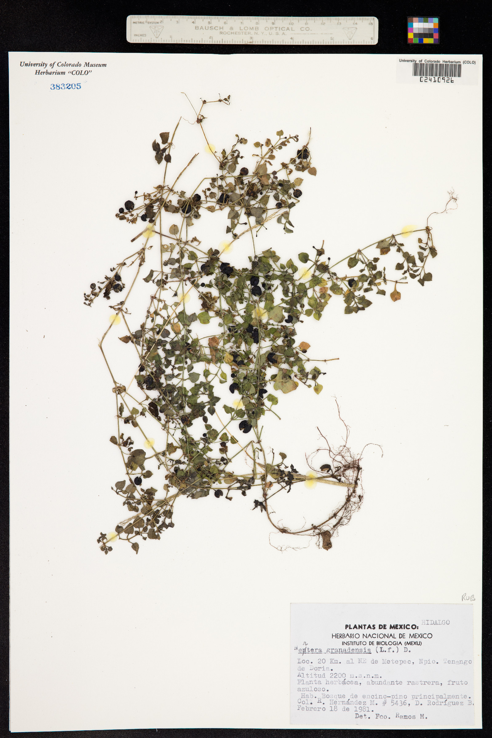 Nertera image