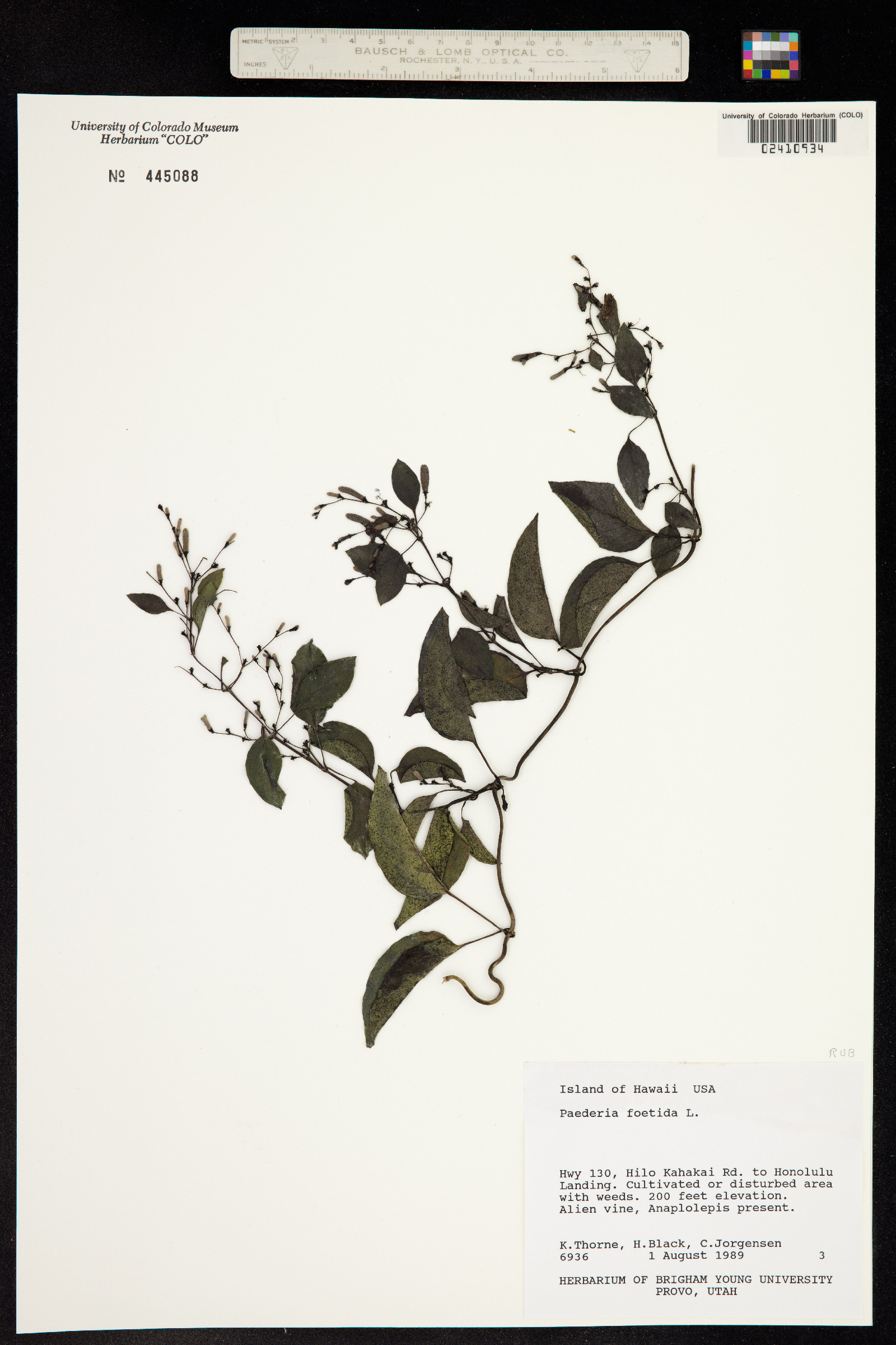 Paederia image