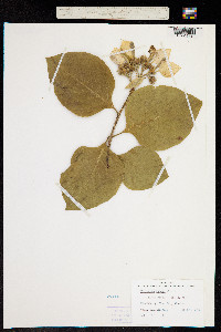 Pinckneya bracteata image