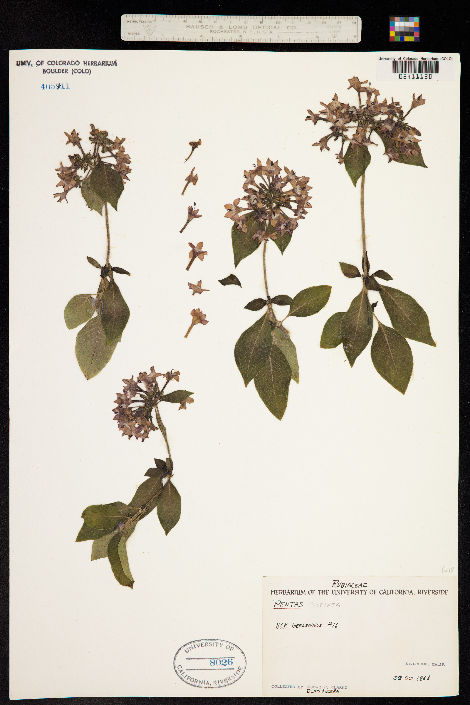 Rhodopentas image