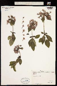 Media resource of Rhodopentas bussei