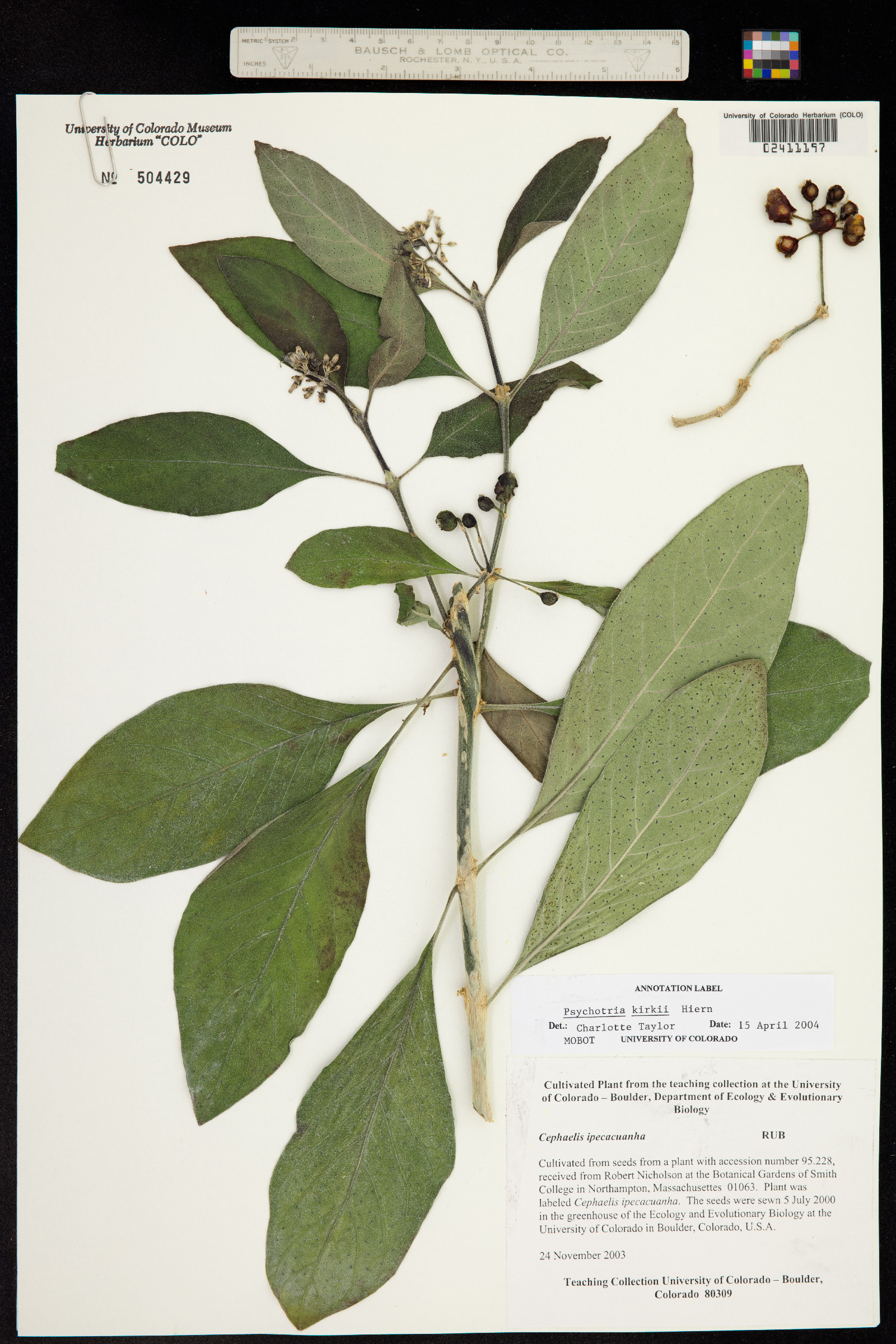 Psychotria image