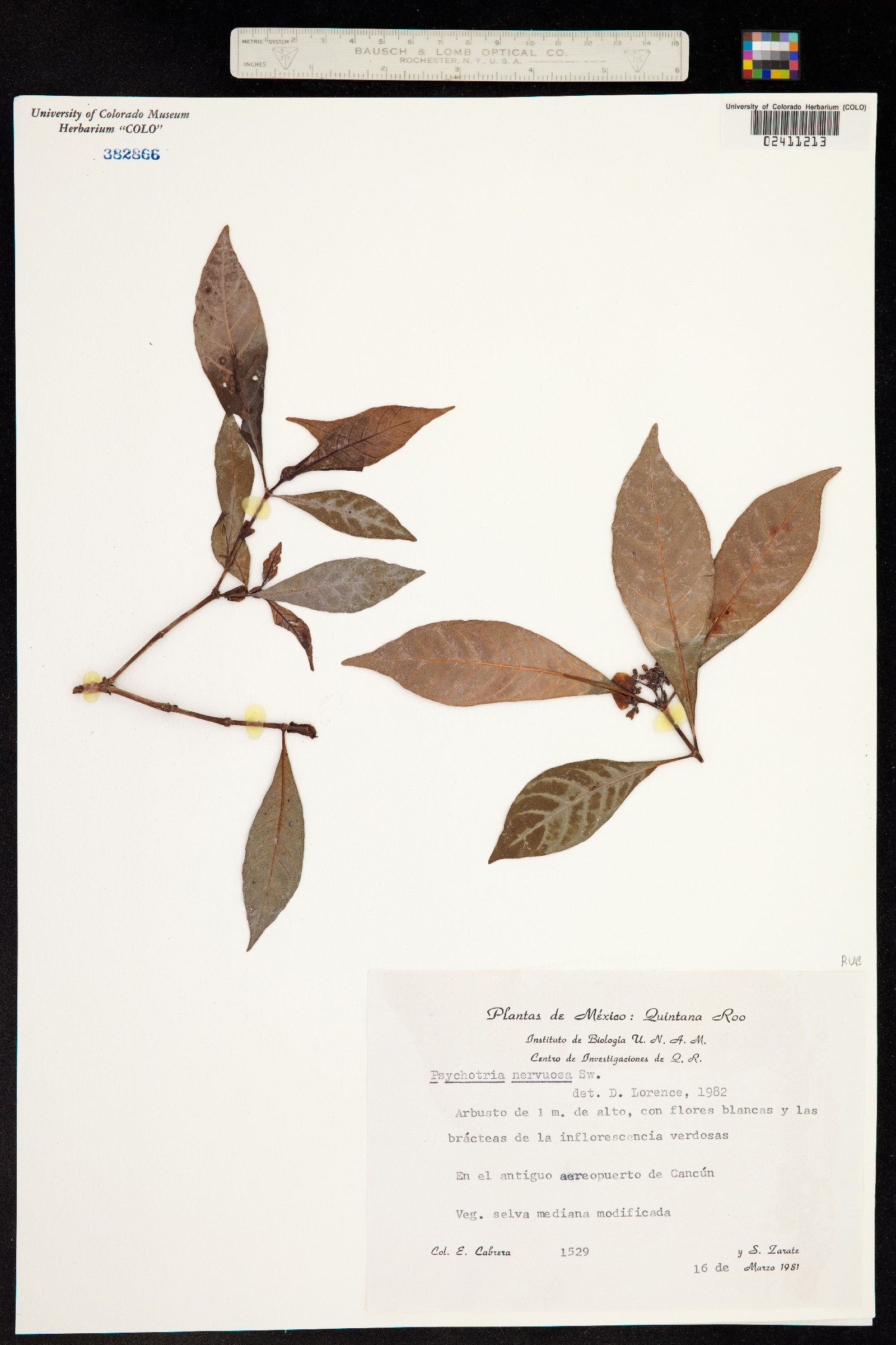 Psychotria image