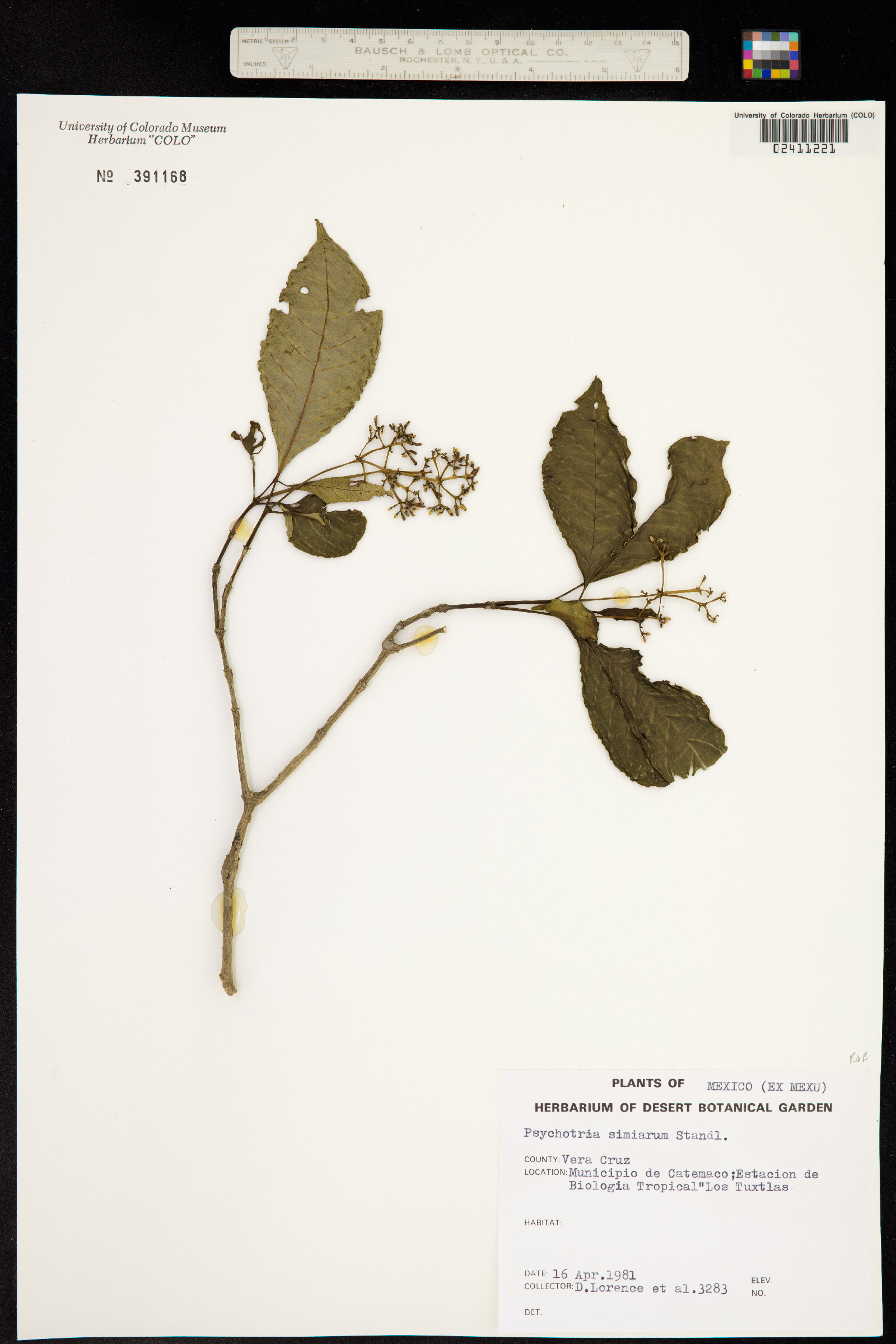 Psychotria image