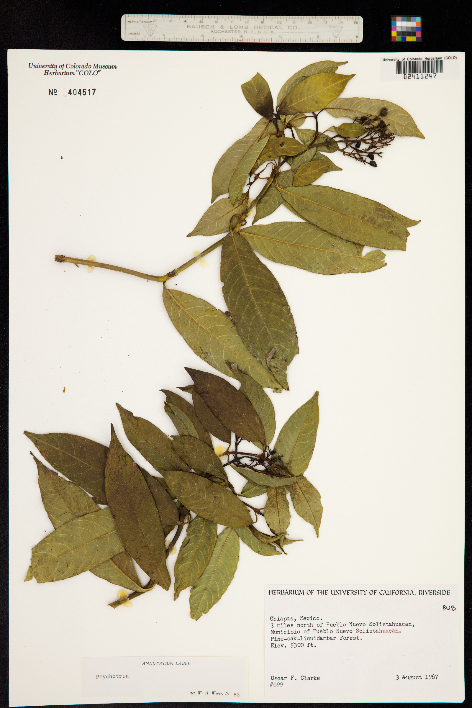 Psychotria image