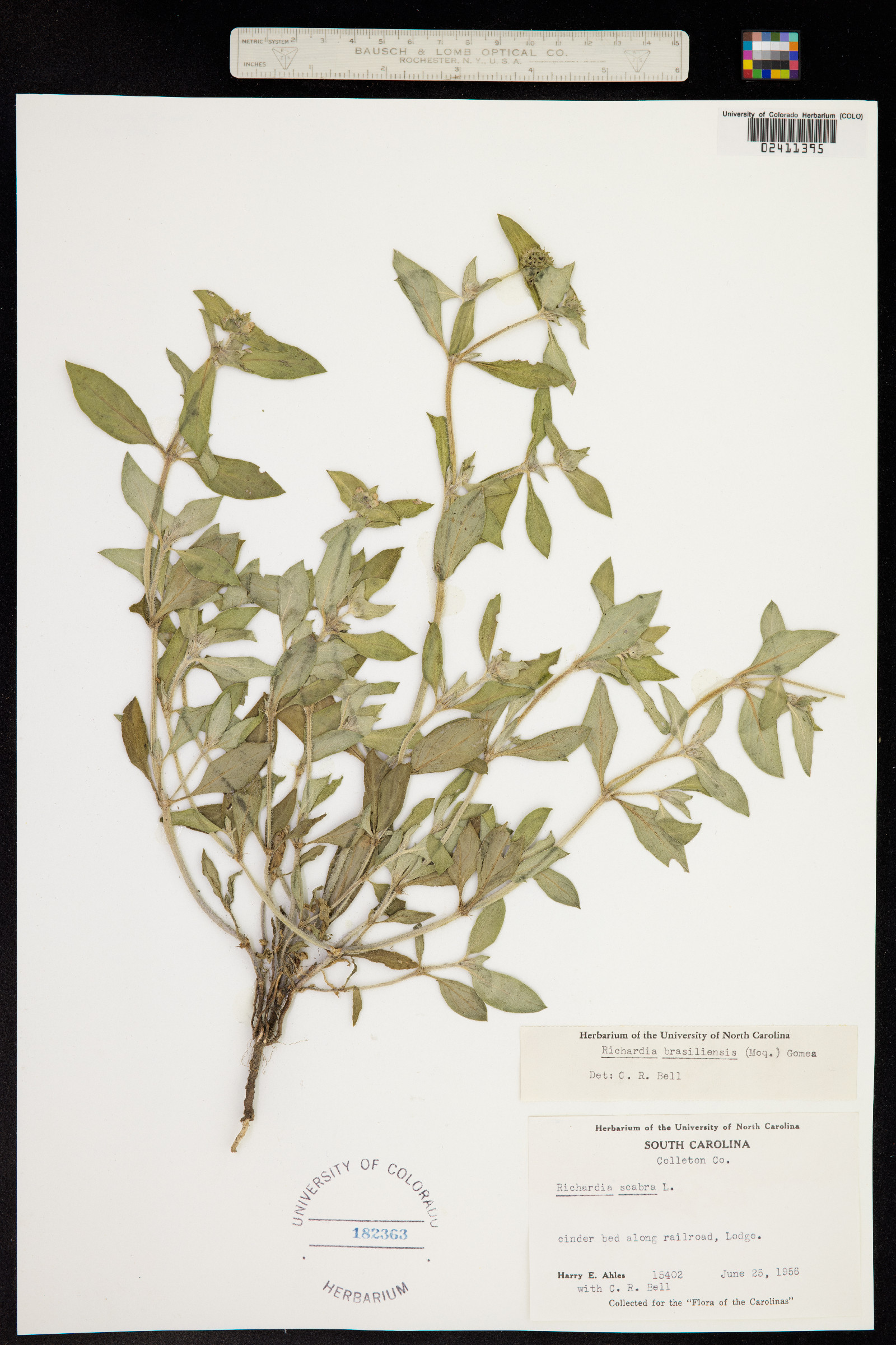 Richardia image
