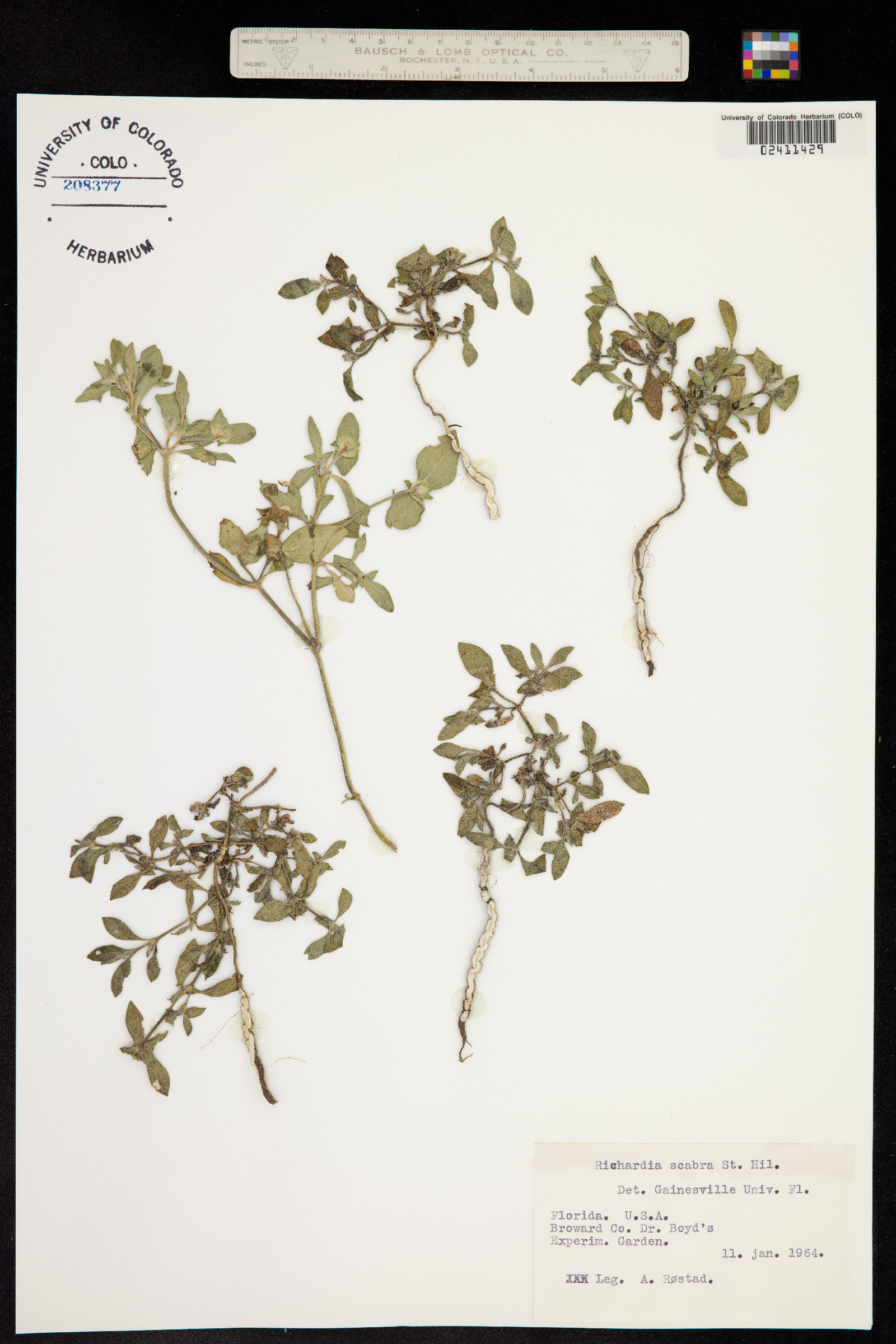 Richardia scabra image