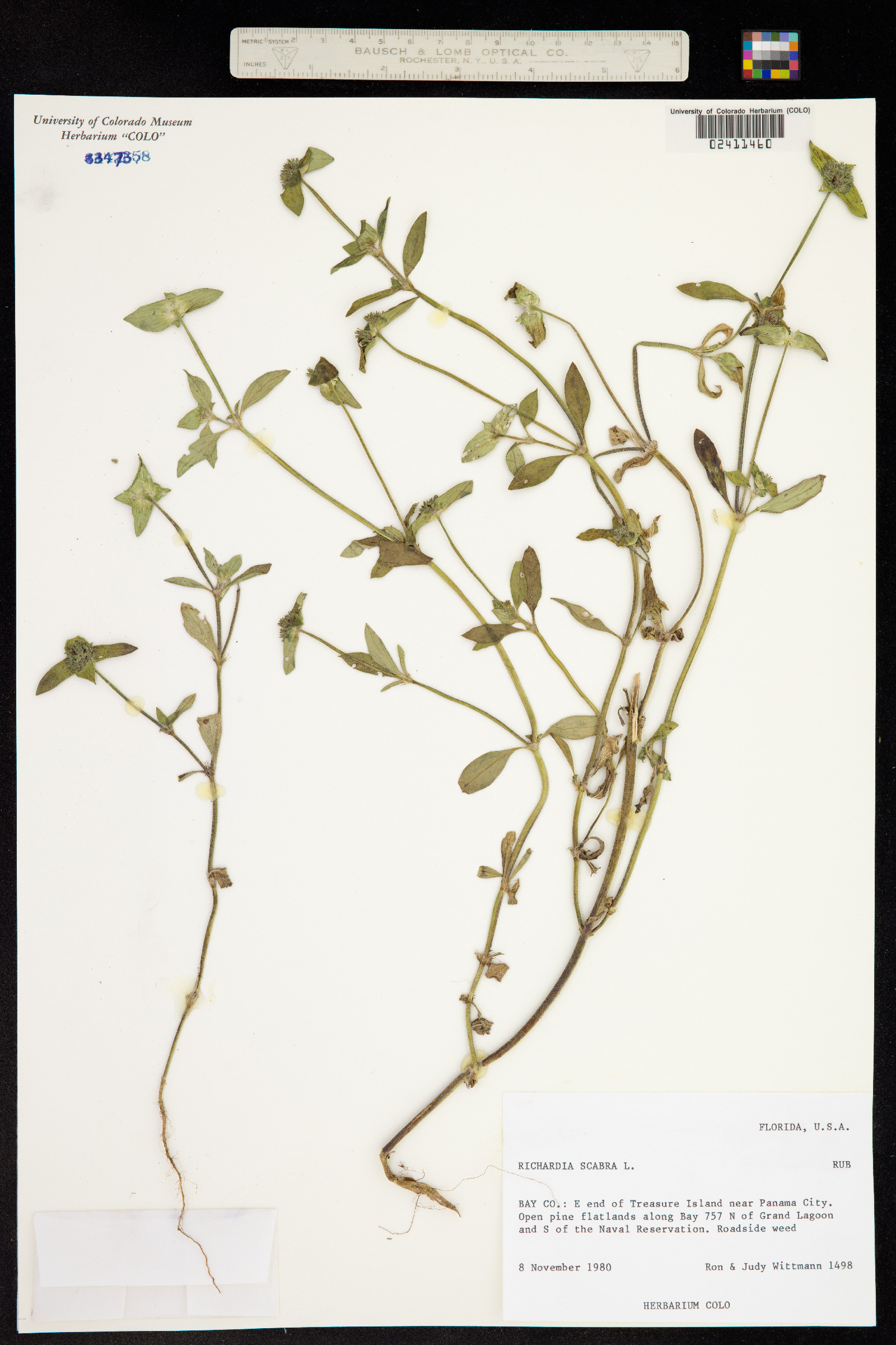 Richardia scabra image