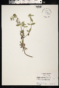 Richardia brasiliensis image