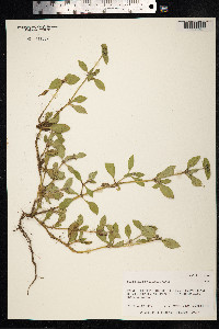 Richardia brasiliensis image