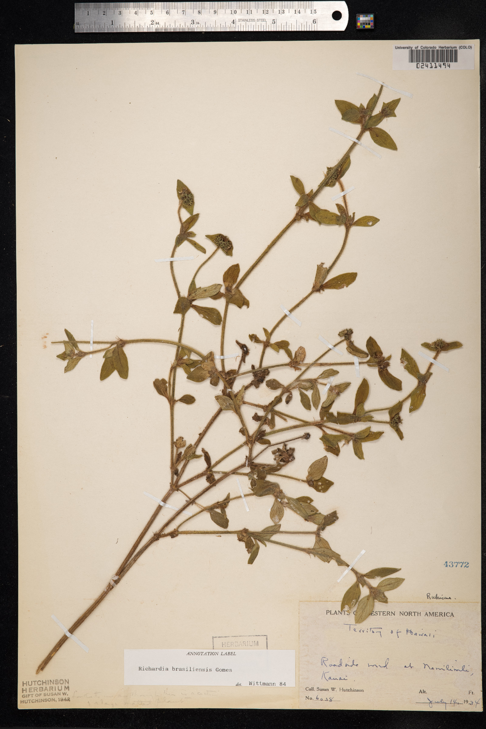 Richardia brasiliensis image