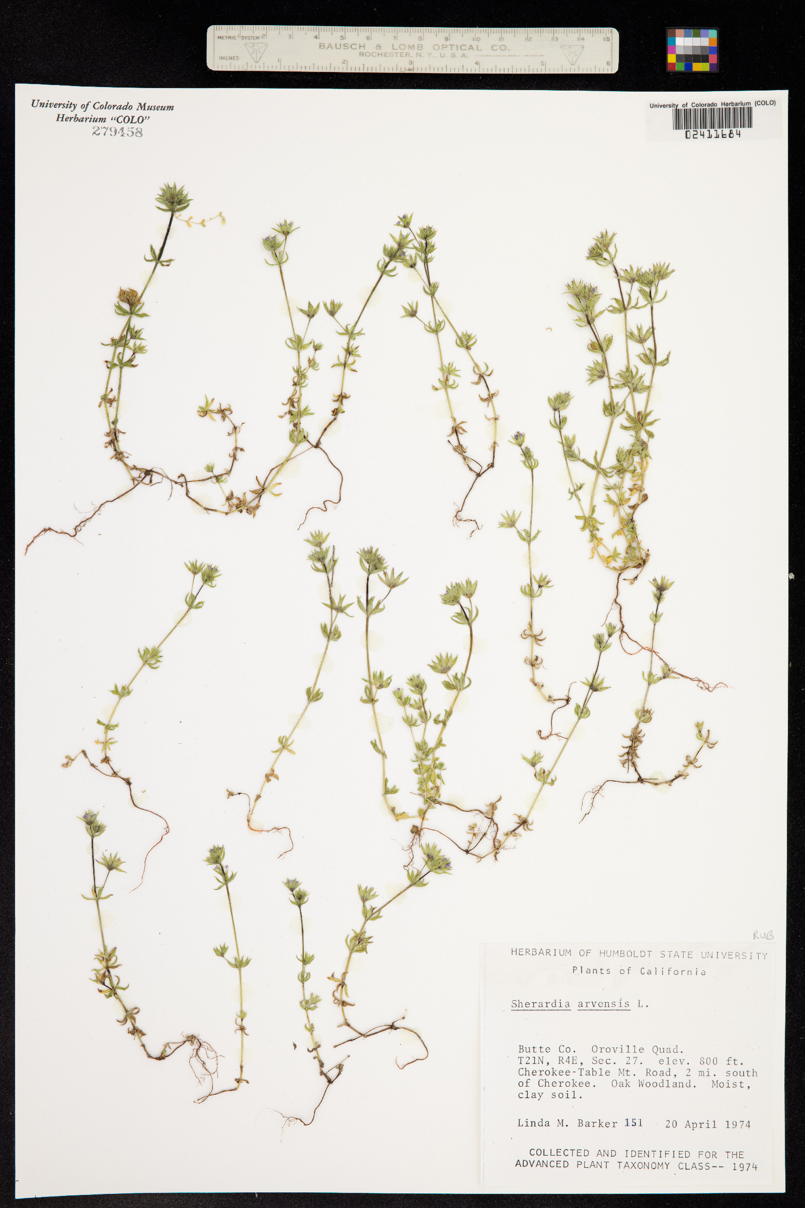 Sherardia arvensis image