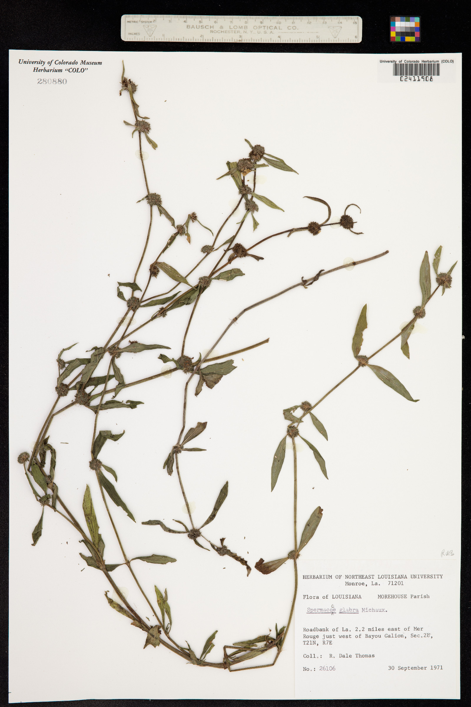 Spermacoce glabra image