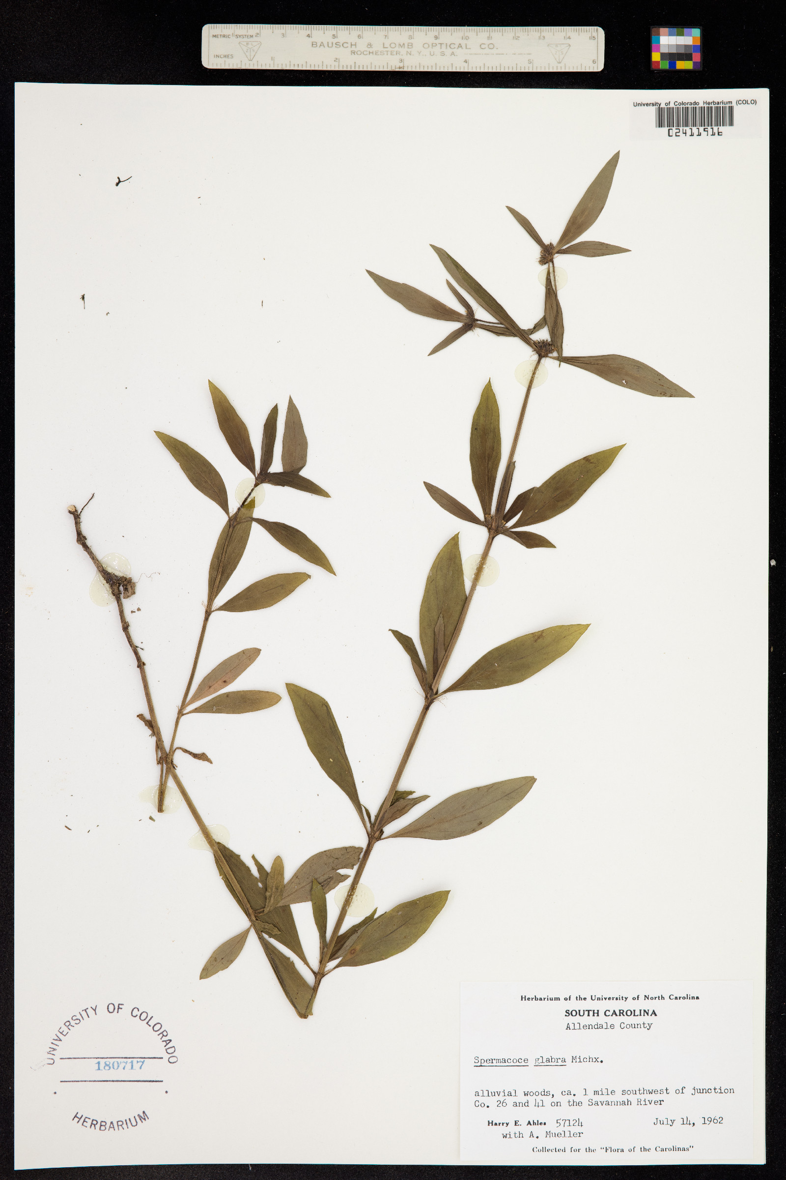 Spermacoce image
