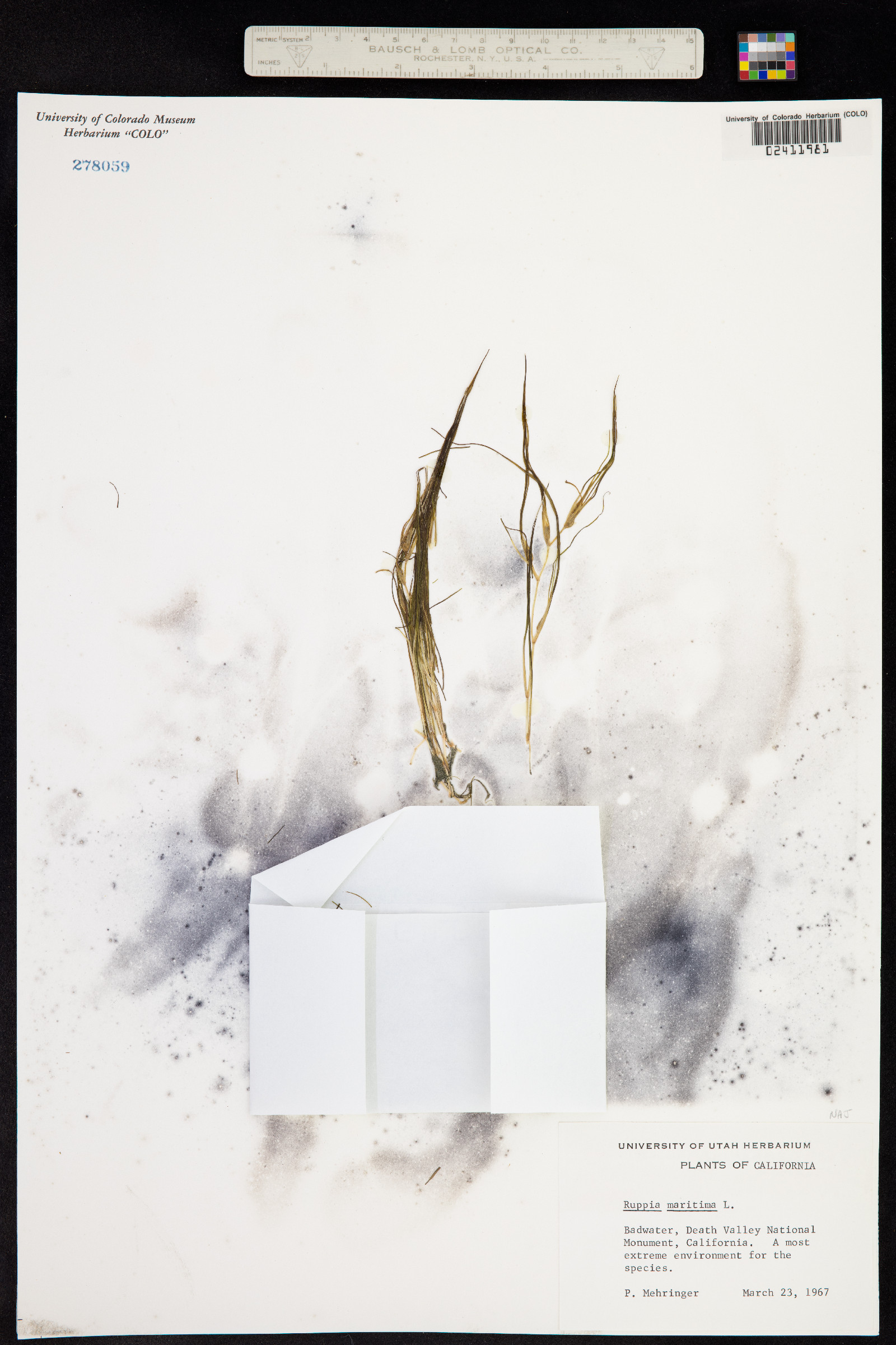 Ruppia maritima image