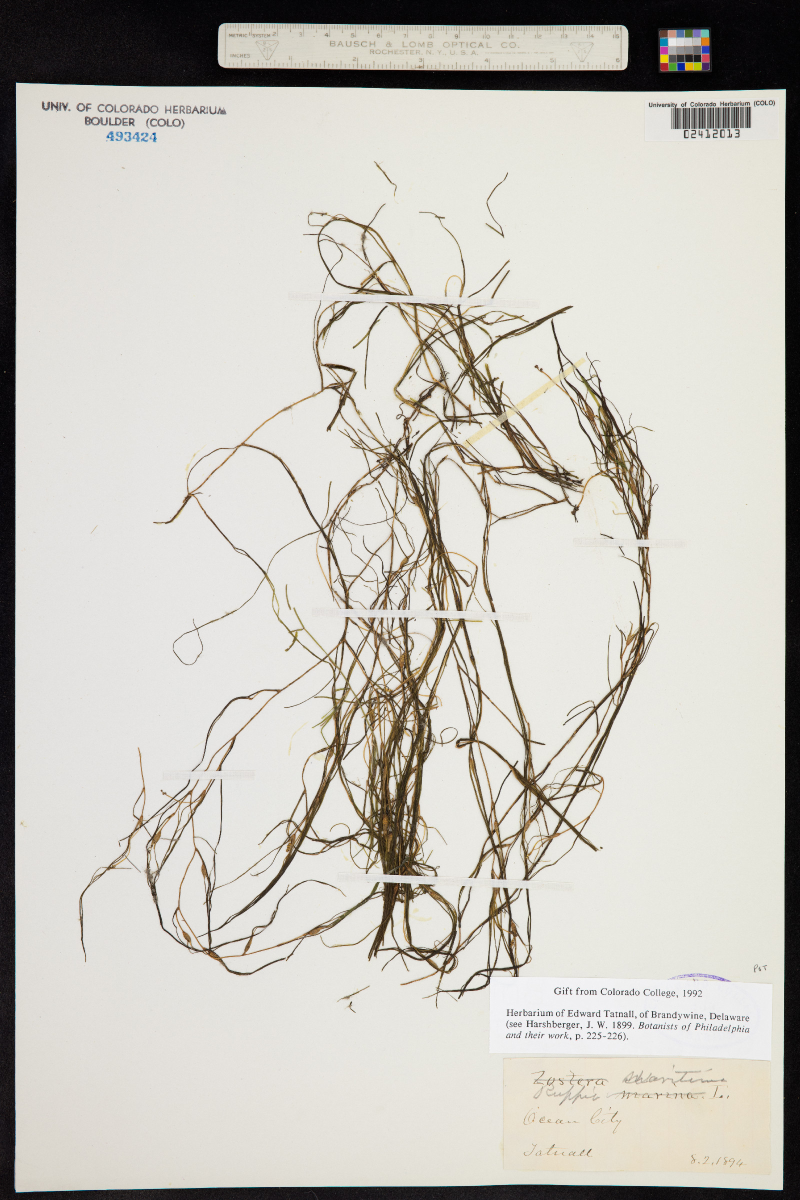 Ruppia maritima image