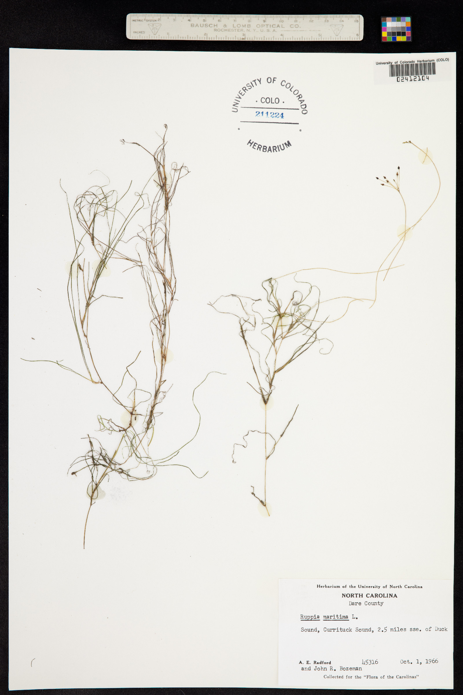 Ruppia maritima image