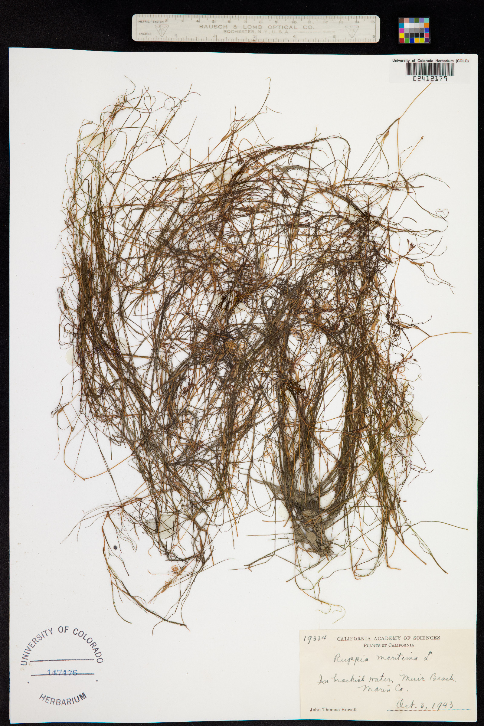 Ruppia maritima image