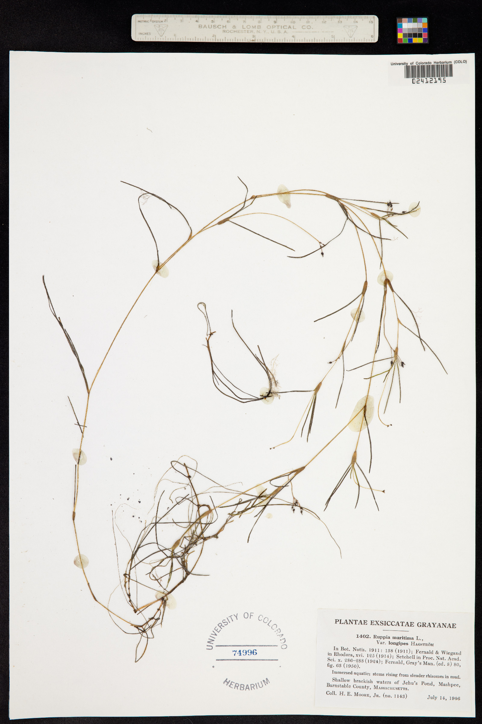 Ruppia maritima image