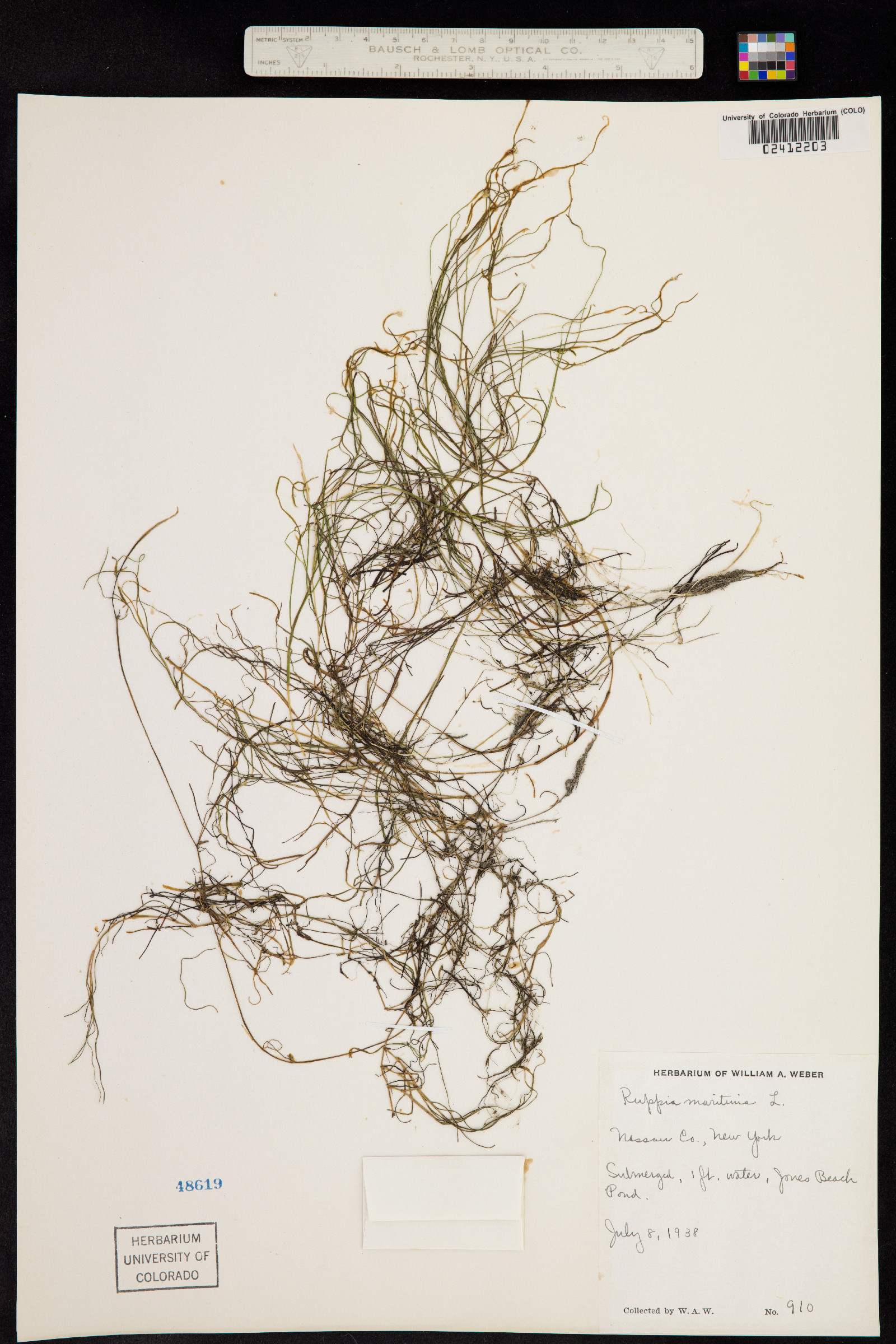 Ruppia maritima image
