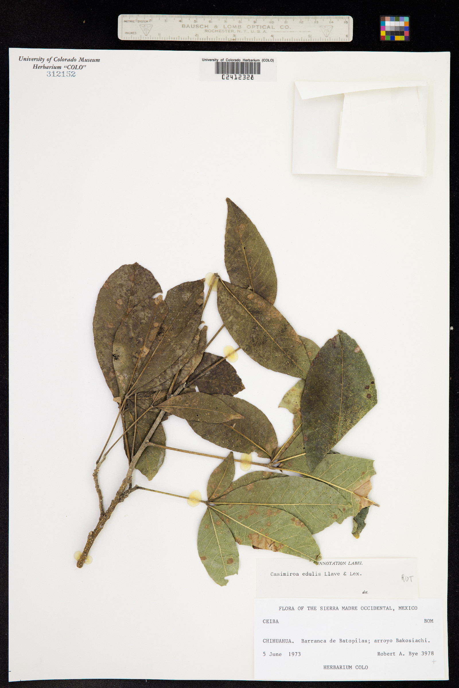 Rutaceae image