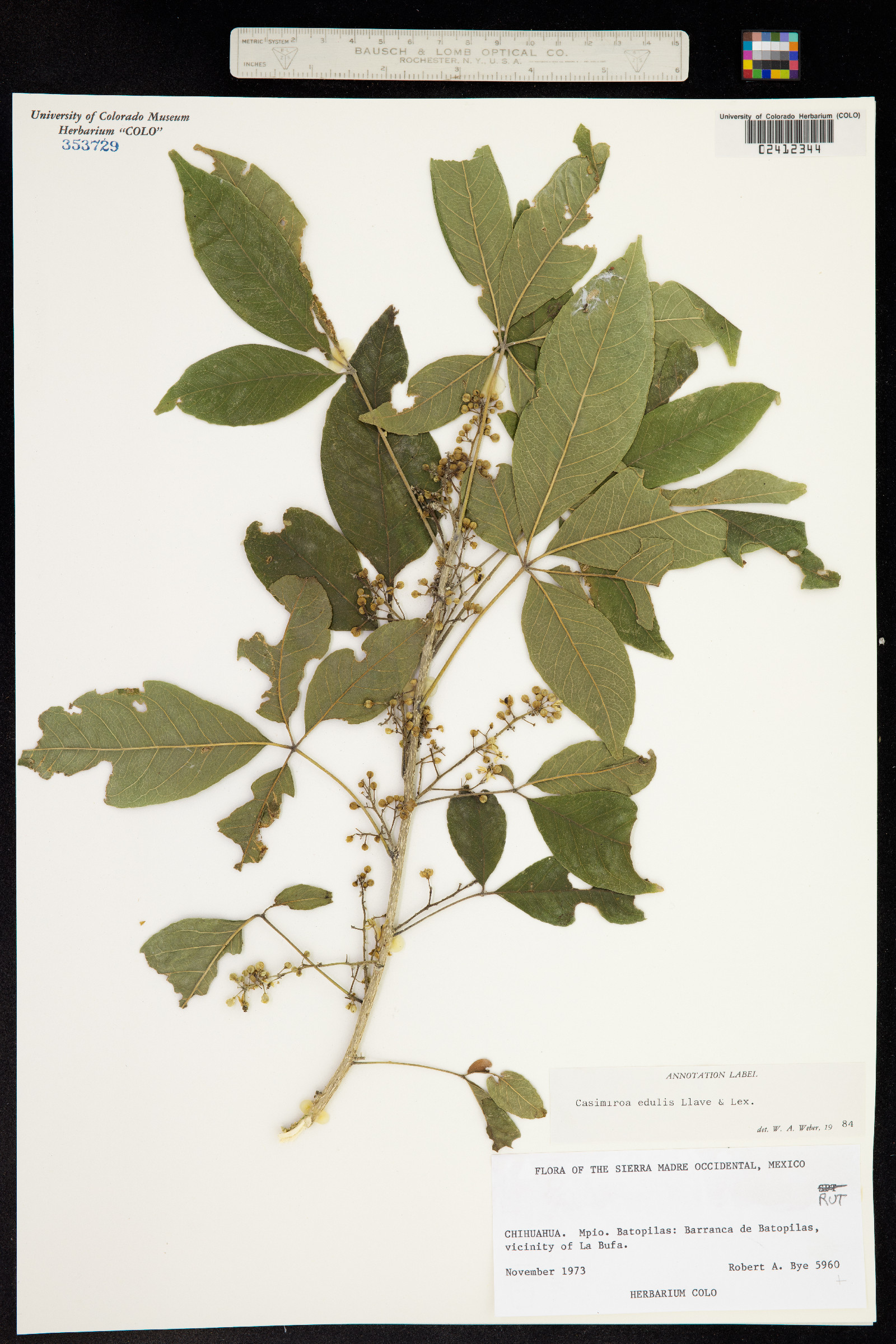 Rutaceae image