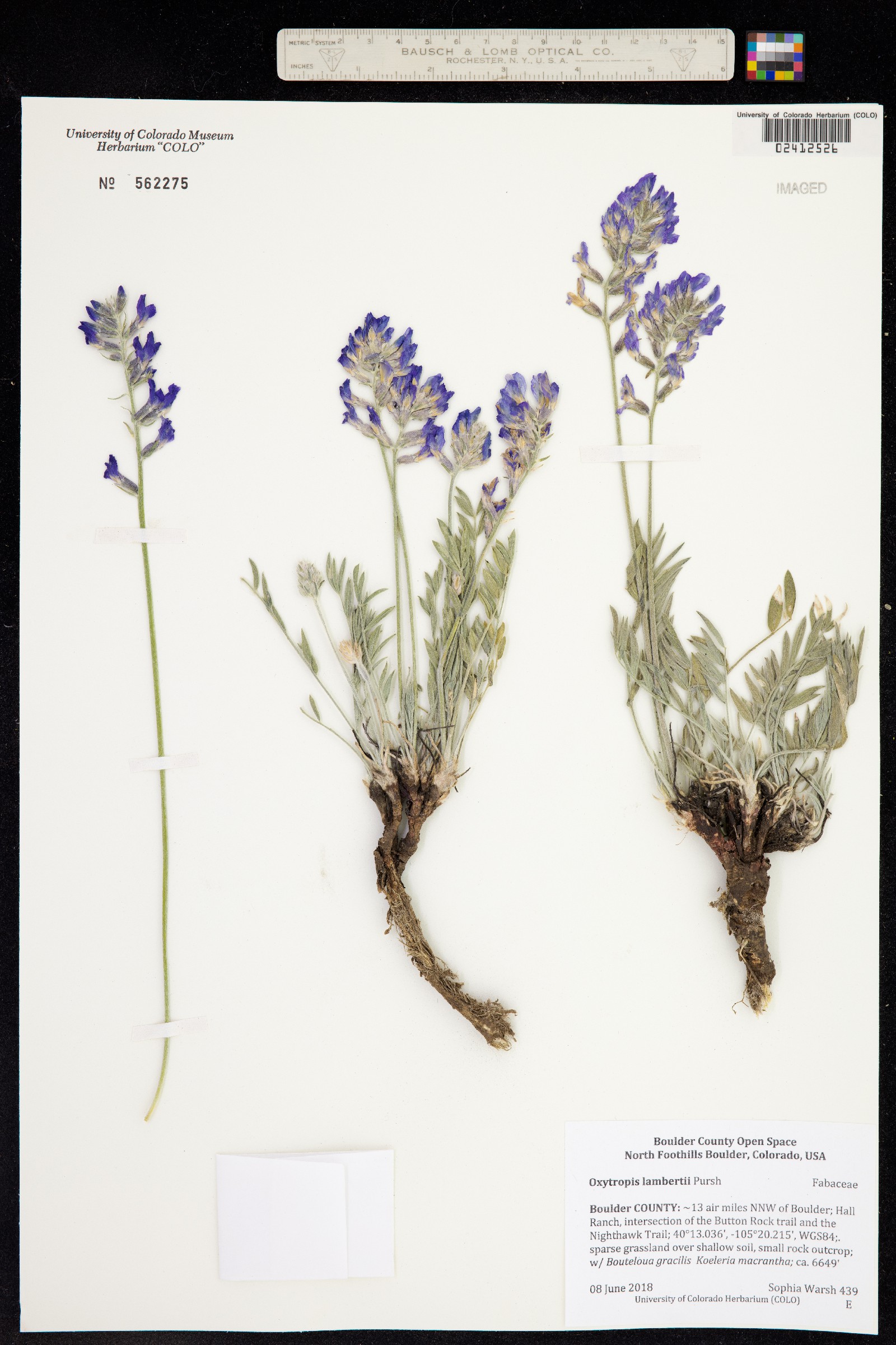 Oxytropis lambertii image